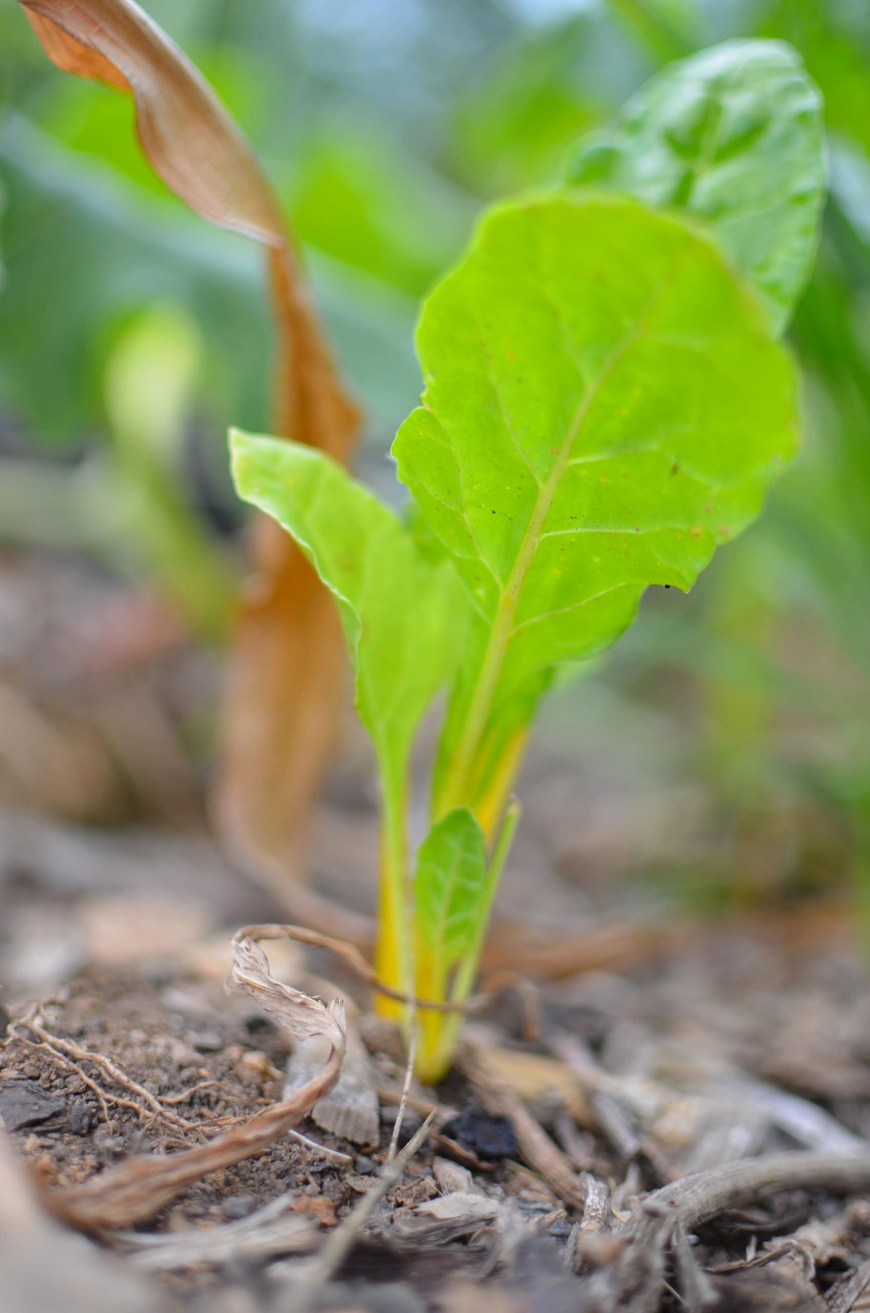 Цветущий сад: Календарь на май для дачников и садоводов