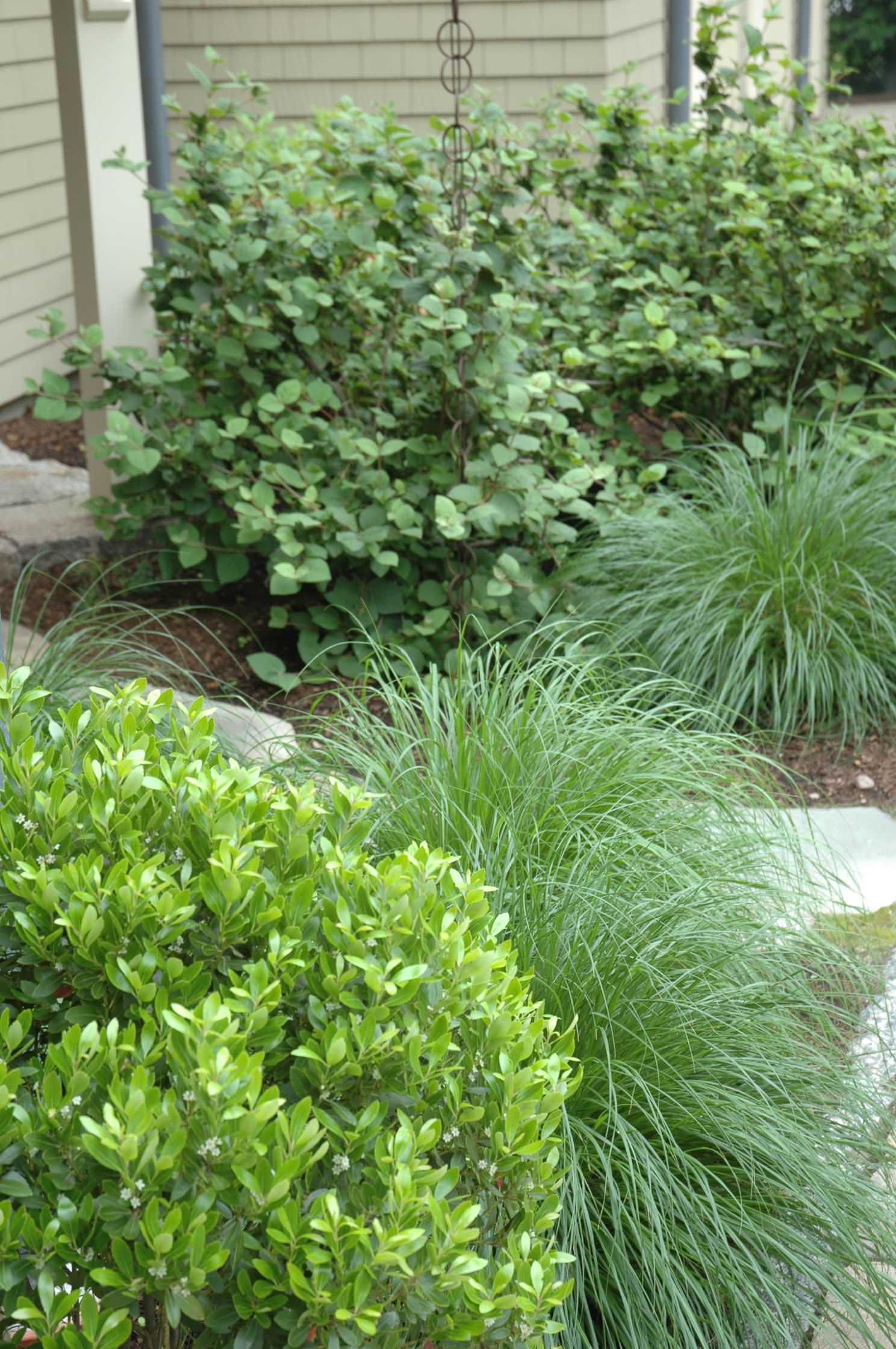 Райские кущи: Золотые правила рассадки кустарников в вашем саду