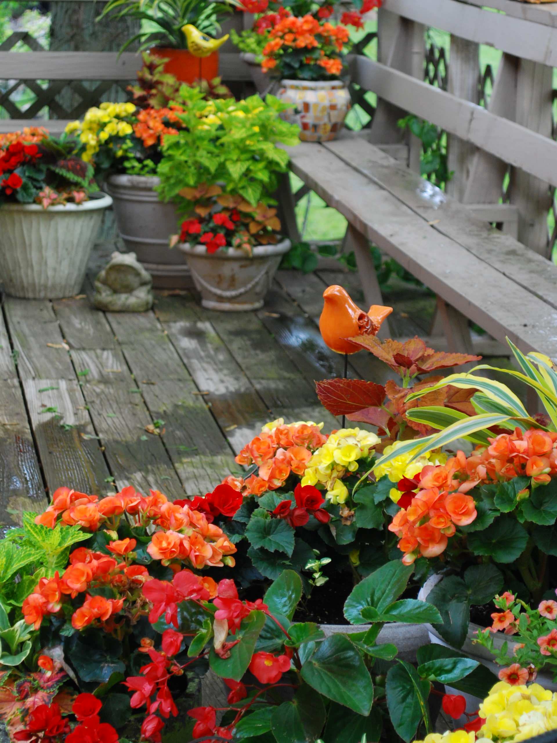 Блиц-озеленение: Как получить цветущий балкон за два дня