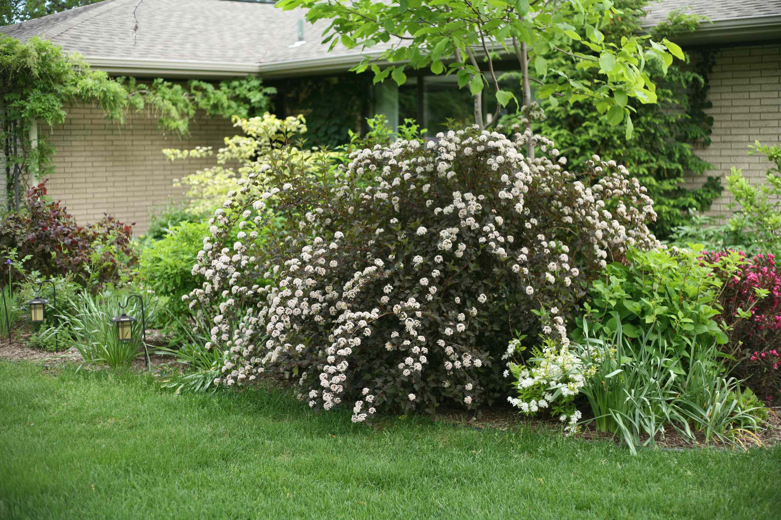 Осенний сад: Критерии выбора посадочного материала