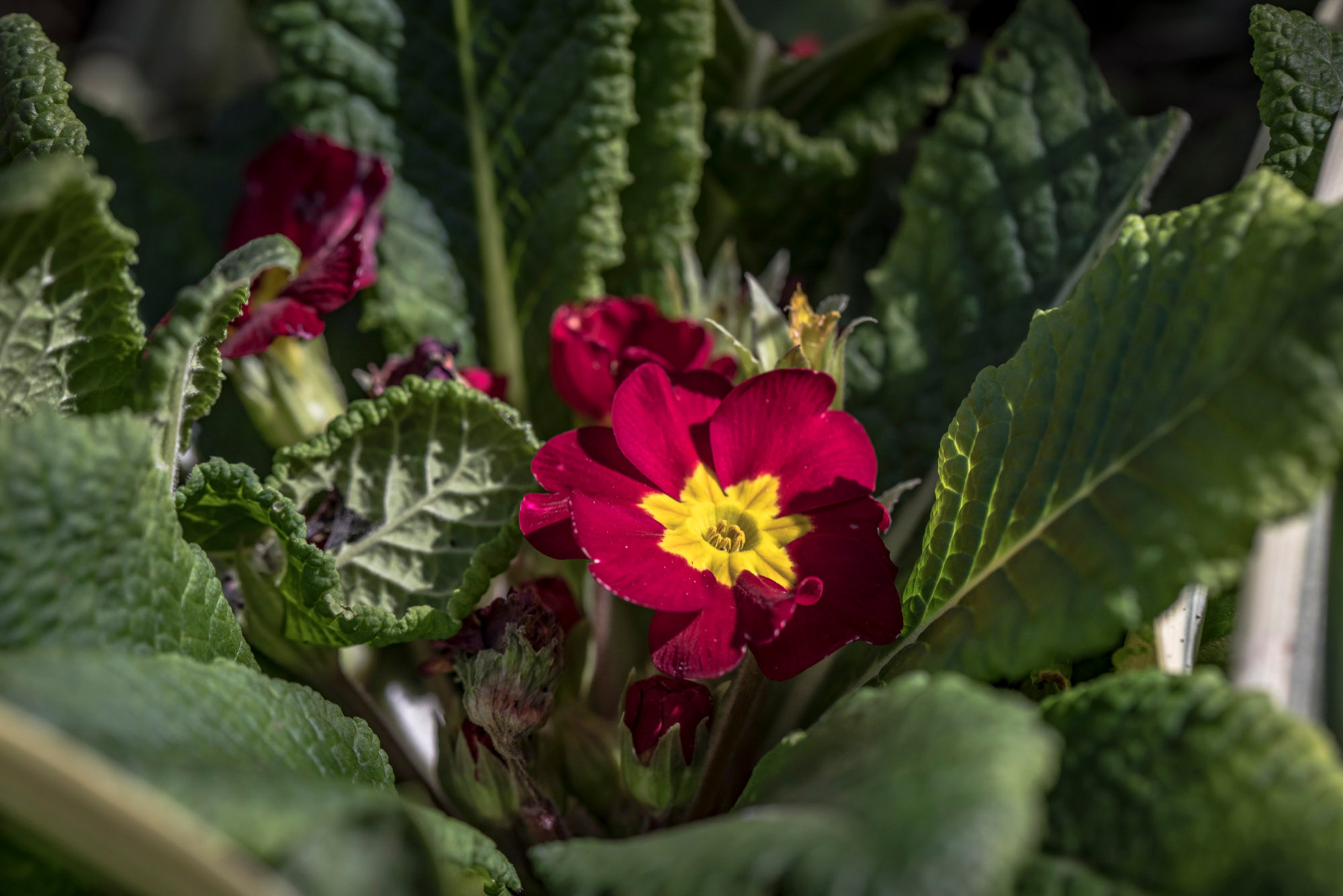 Растение месяца: Примула