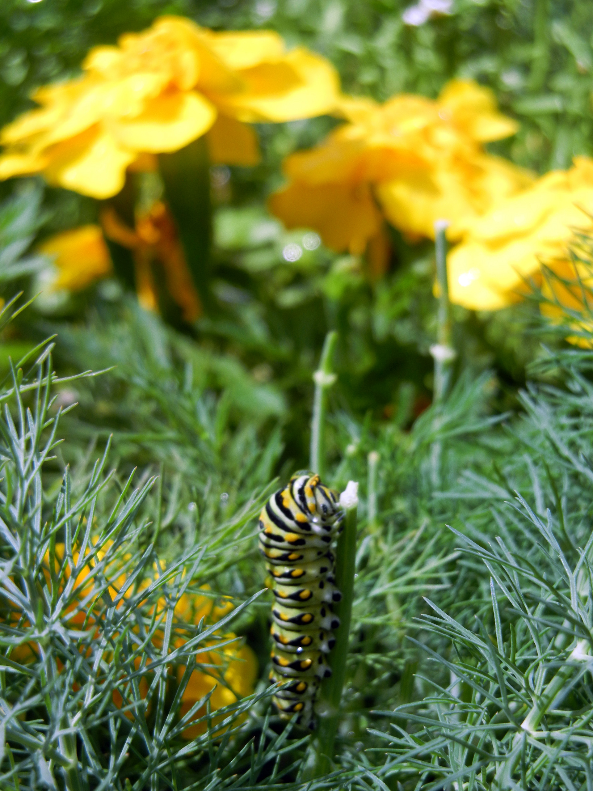 Что делать: Весенняя обработка сада от вредителей