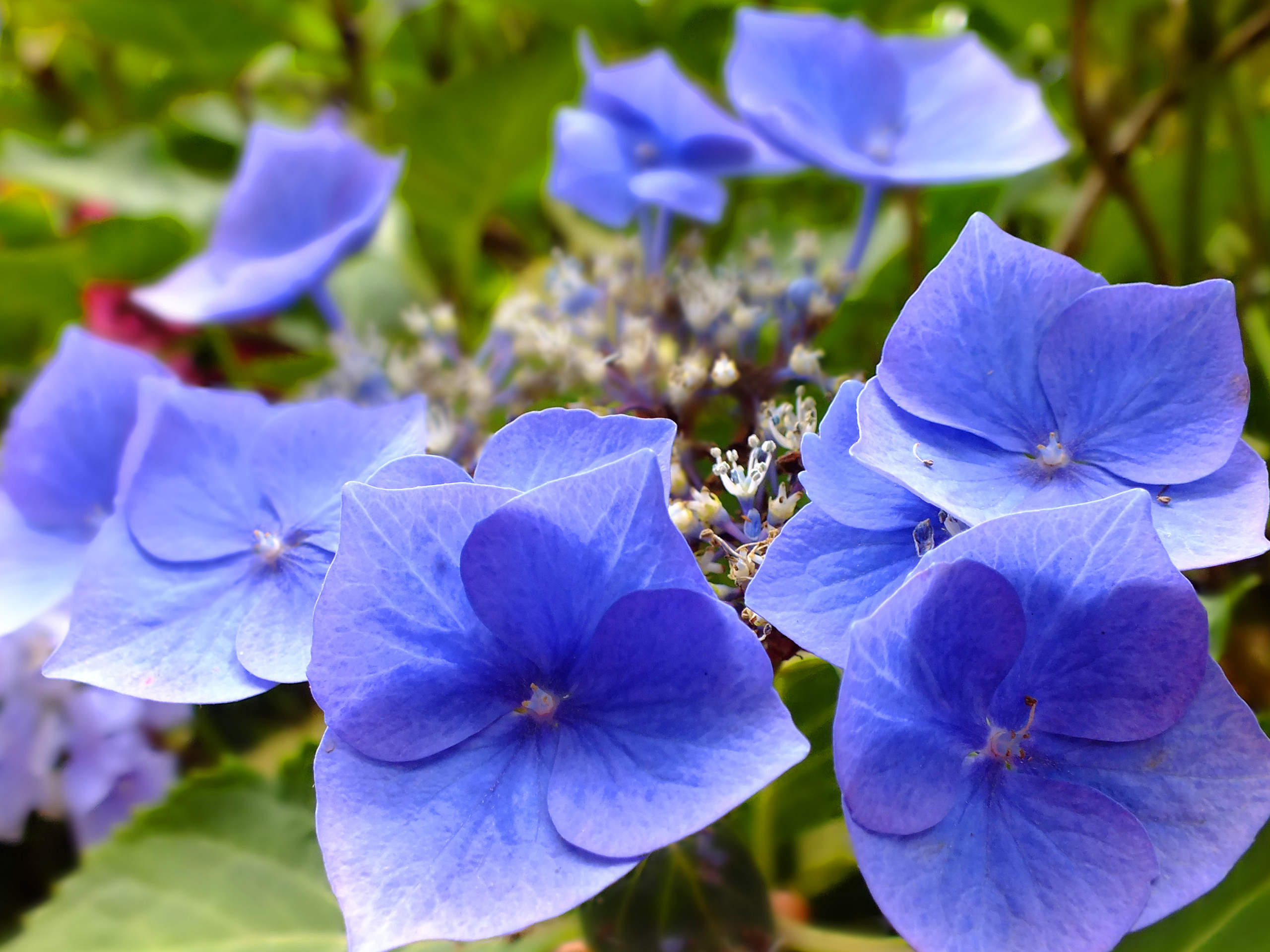 Вопрос: Как правильно выращивать гортензию