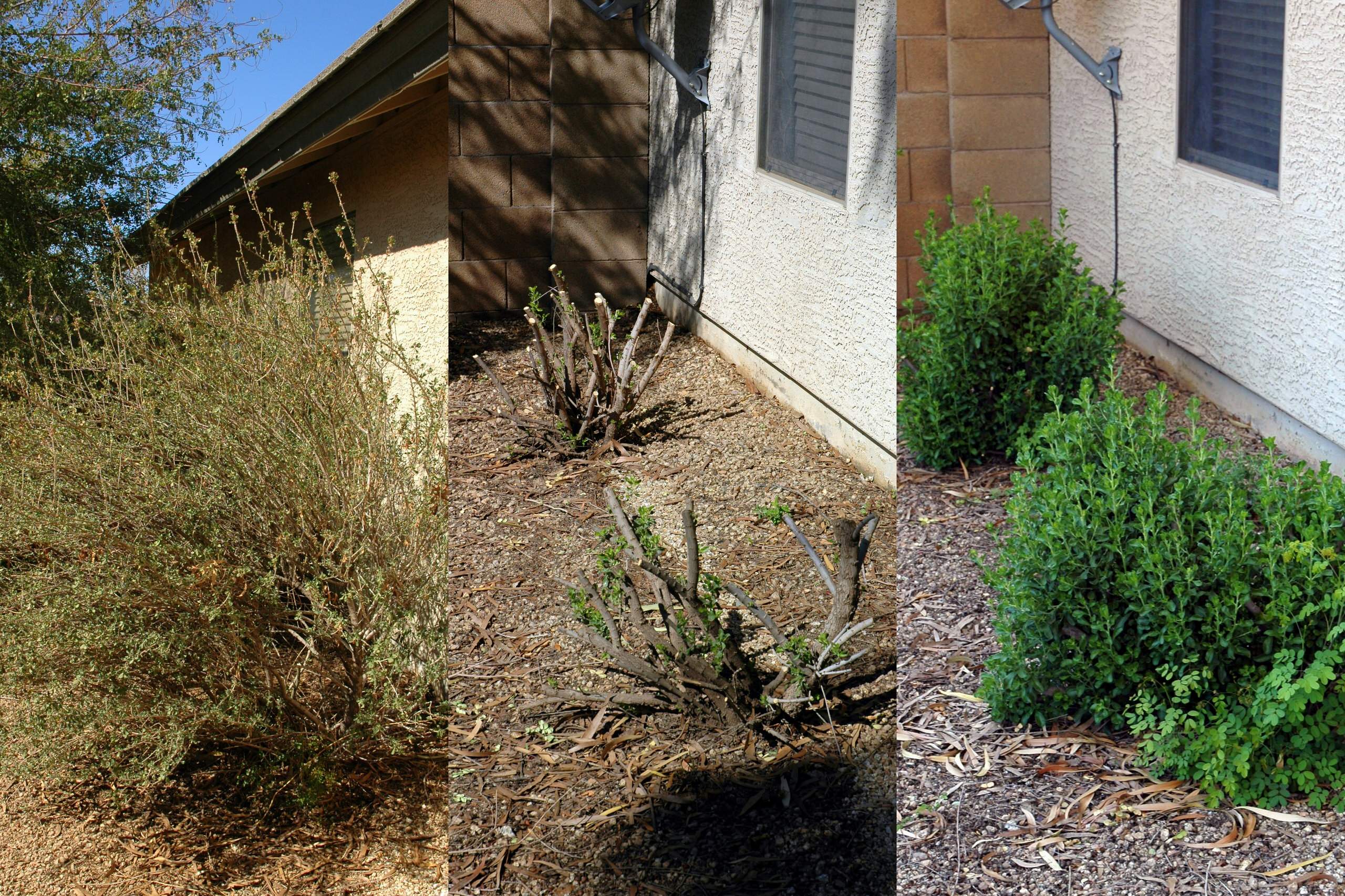 И все-таки уже весна: Календарь садовода на март