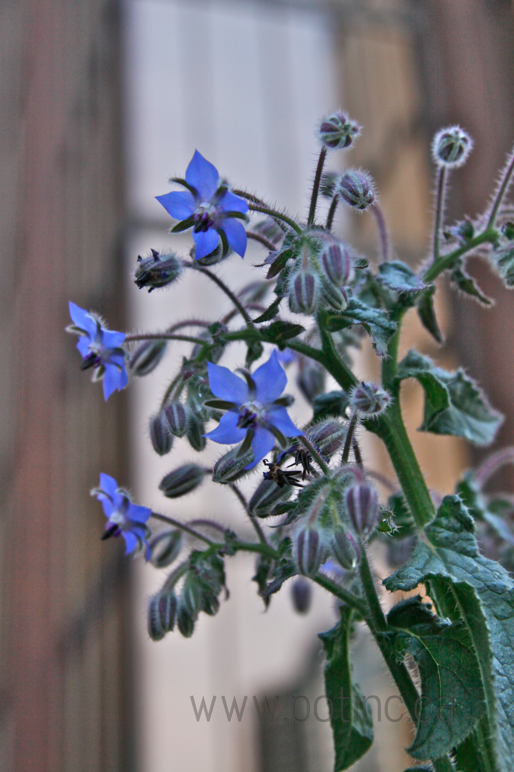 Кушать подано: Гид по питанию садовых и овощных культур