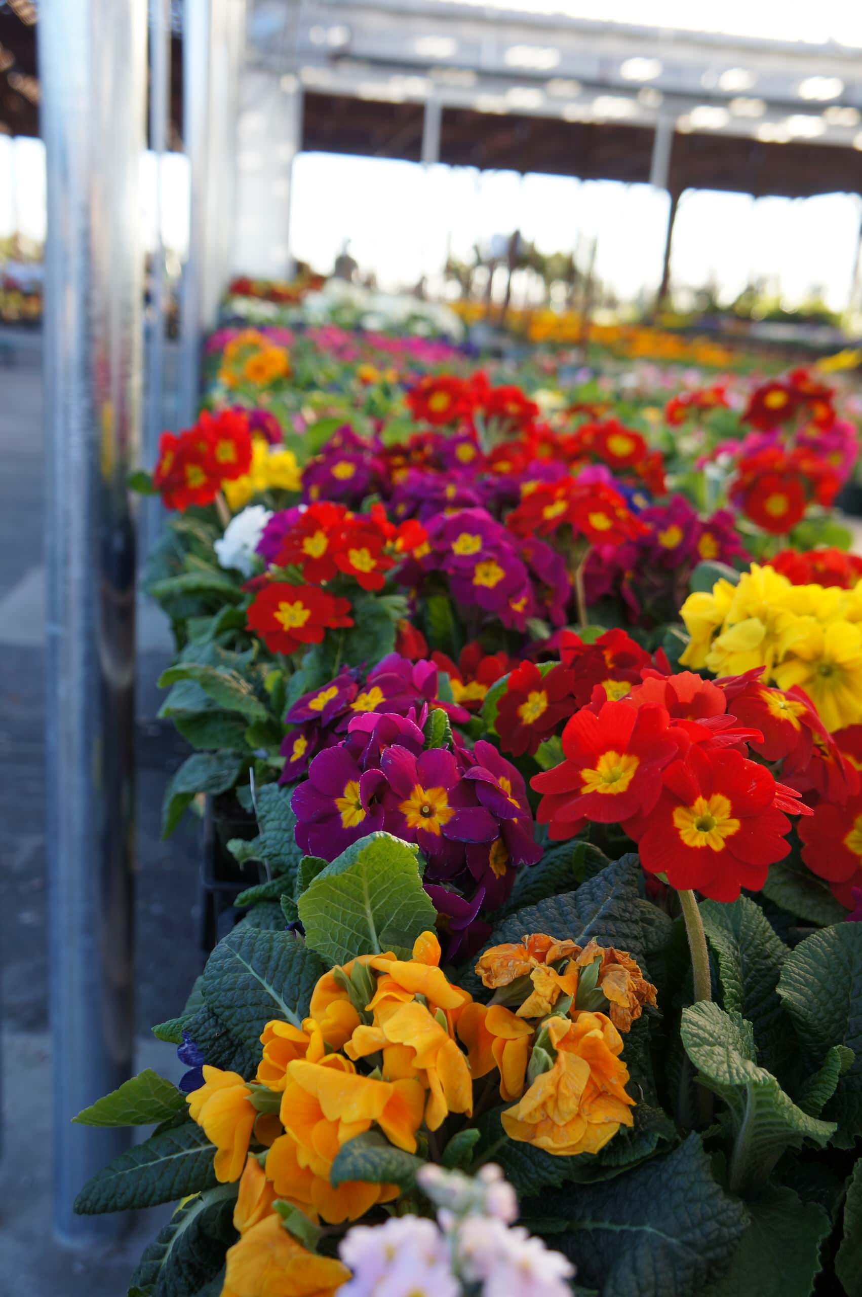 Растение месяца: Примула