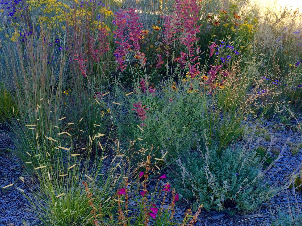 Засуха в саду: Ксероскейпинг — что об этом стоит знать
