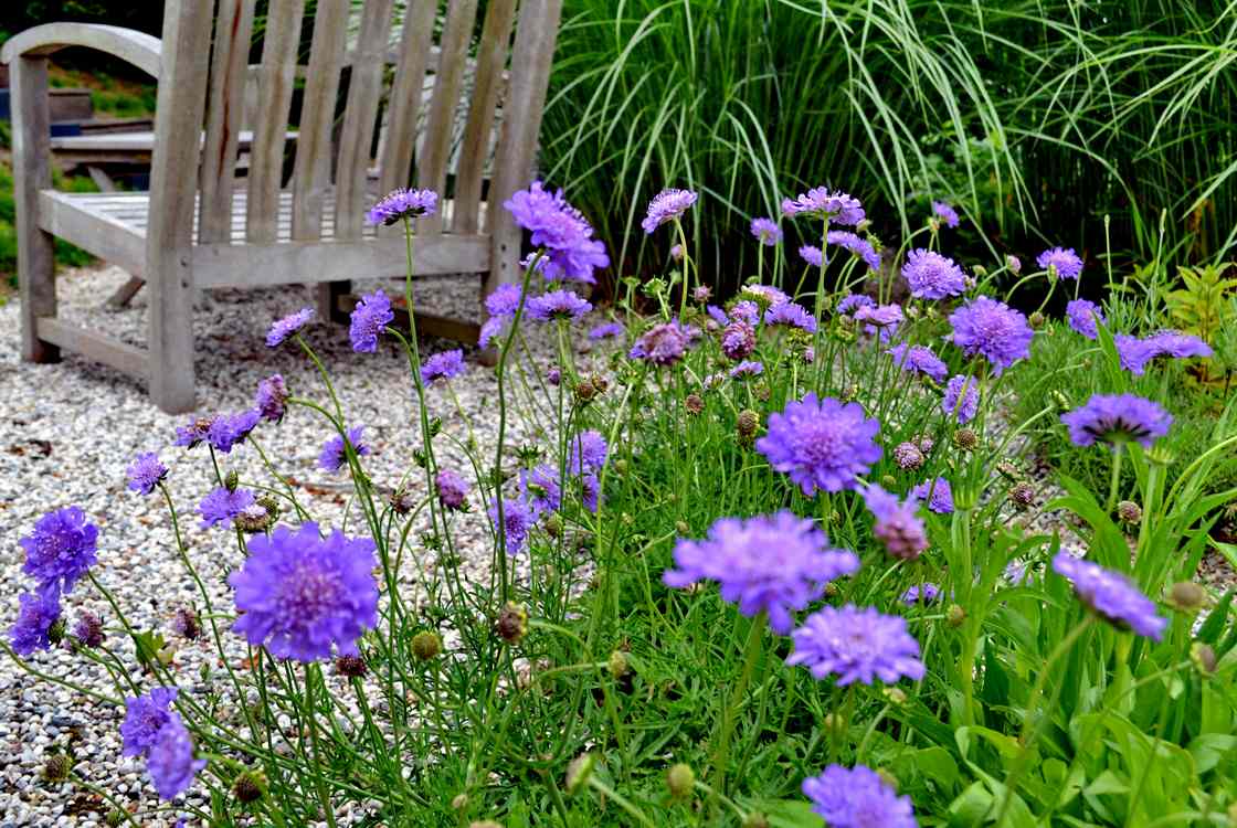 Приоритеты: Как ухаживать за садом, если денег нет