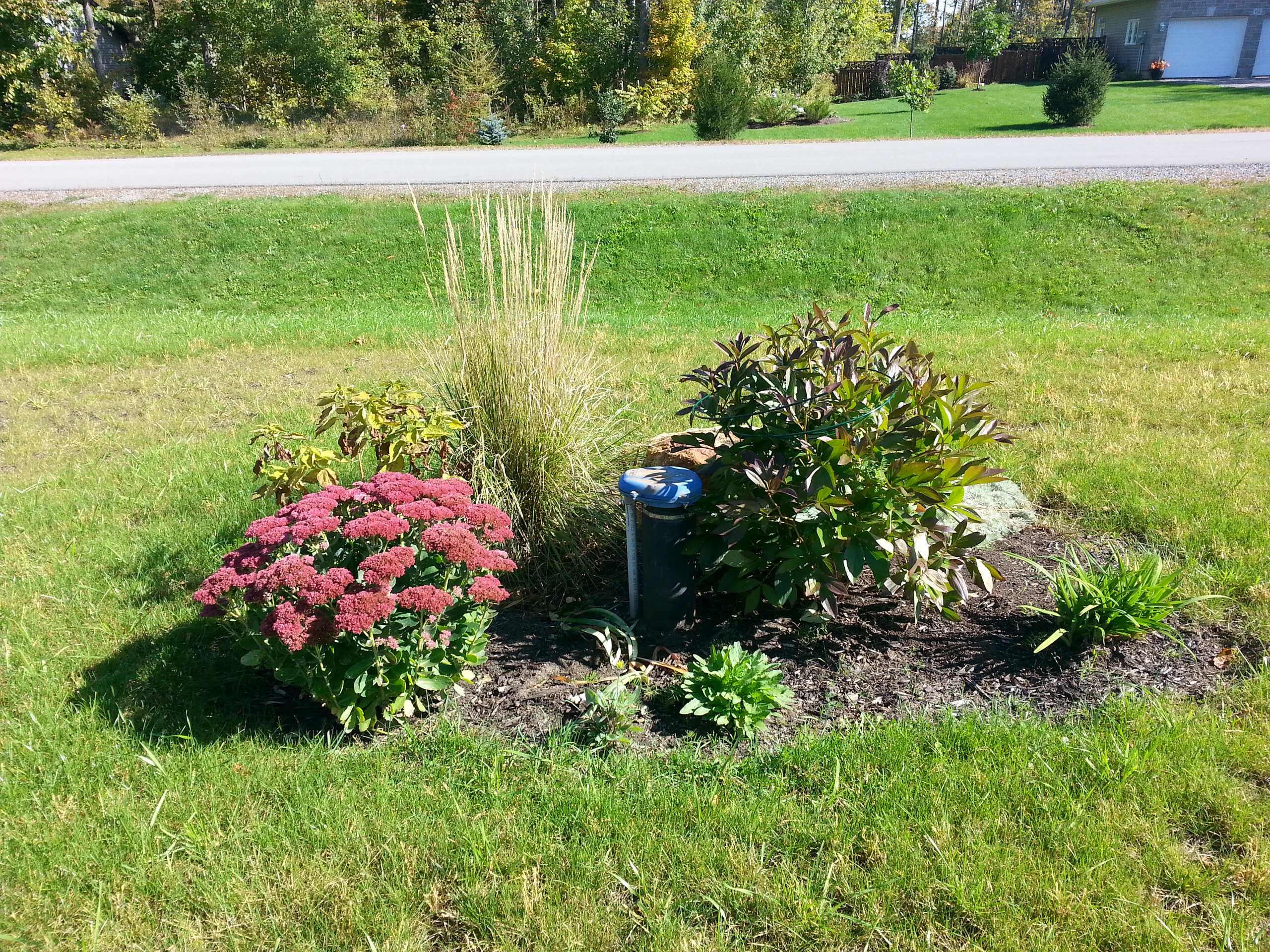 Осенний сад: Критерии выбора посадочного материала