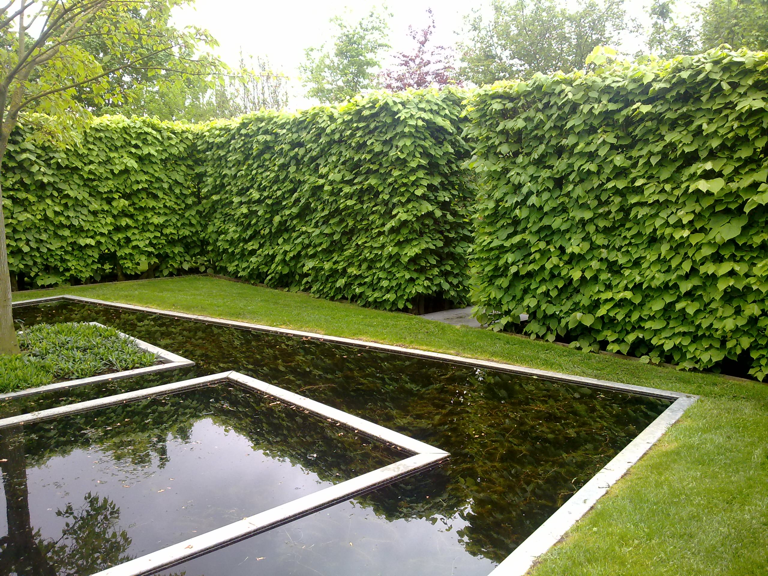 Живая изгородь: 7 насущных вопросов