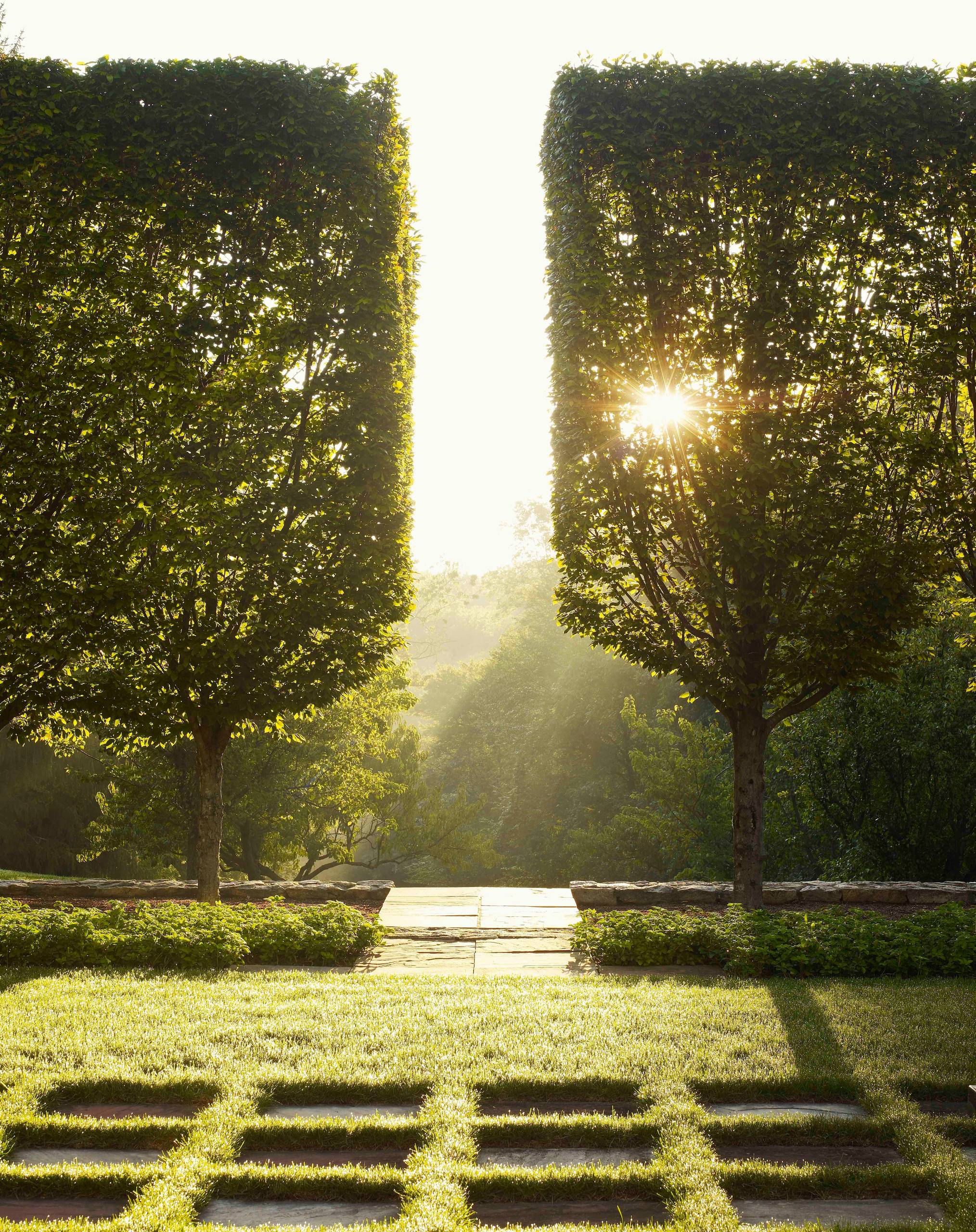Стрижка кустов и деревьев: Азы выбора растений, алгоритм работ