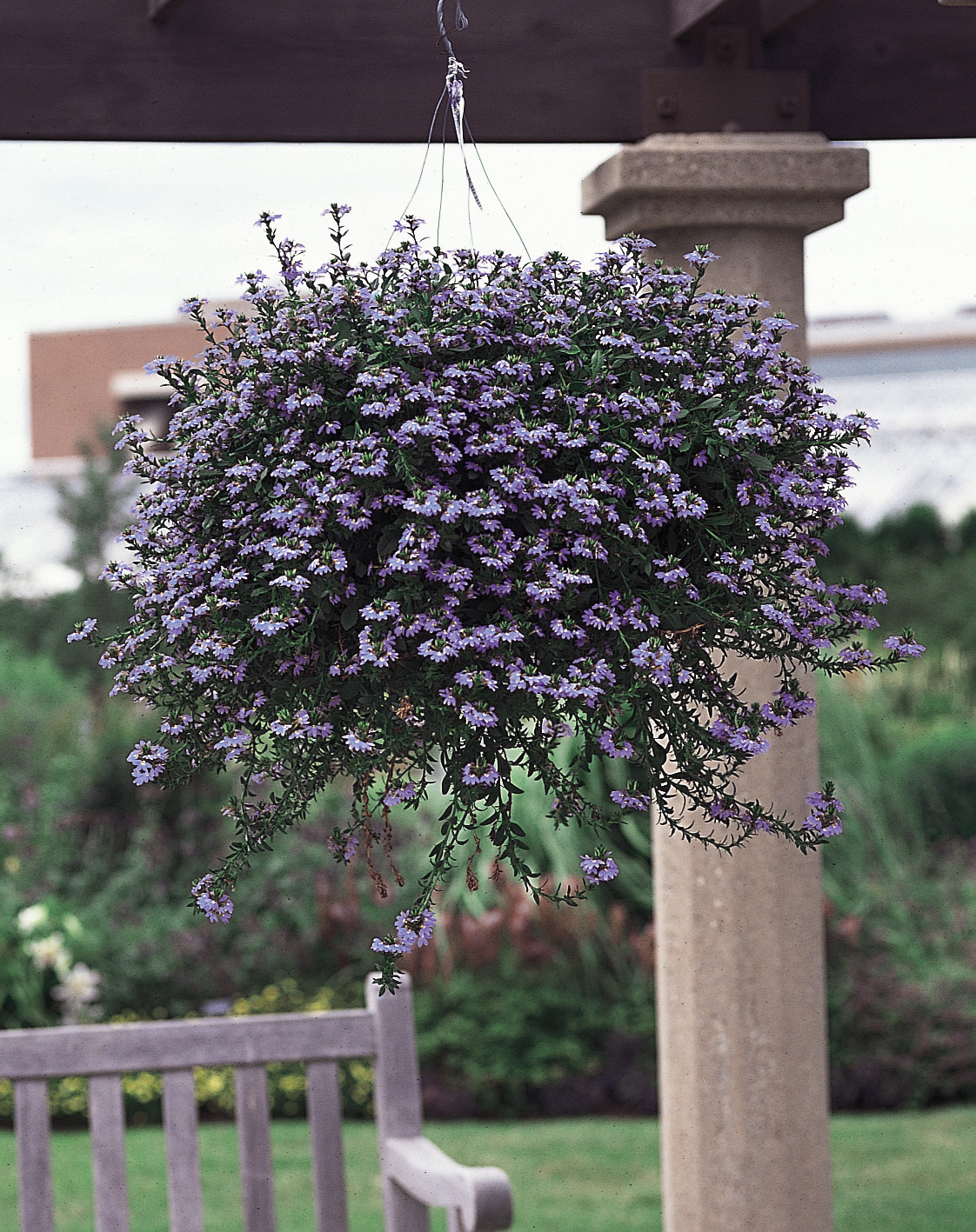 Блиц-озеленение: Как получить цветущий балкон за два дня