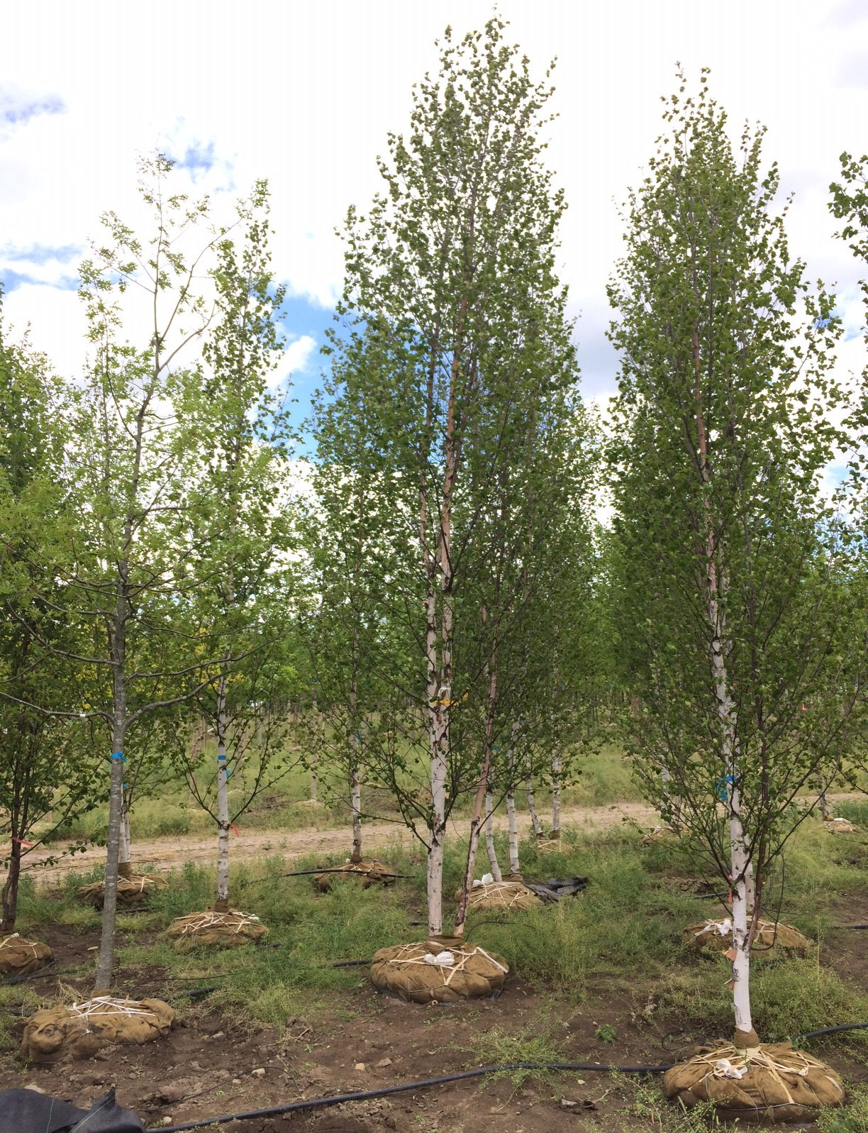 Вопрос: Как выбирать растения для сада