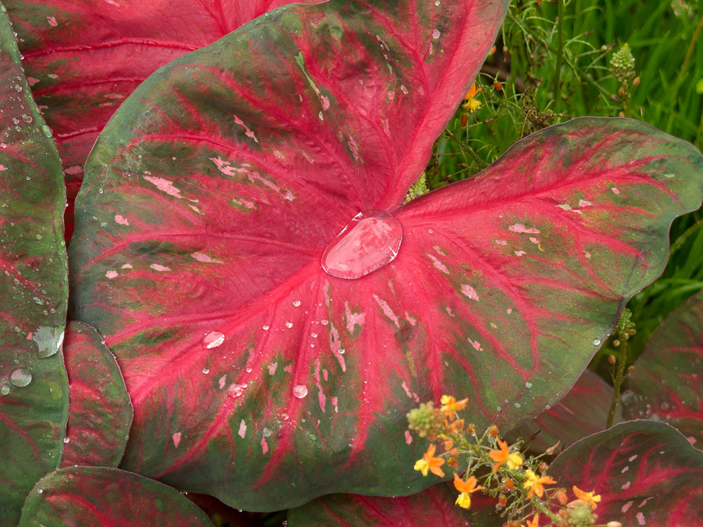 Работа над ошибками: Что пошло не так на клумбе