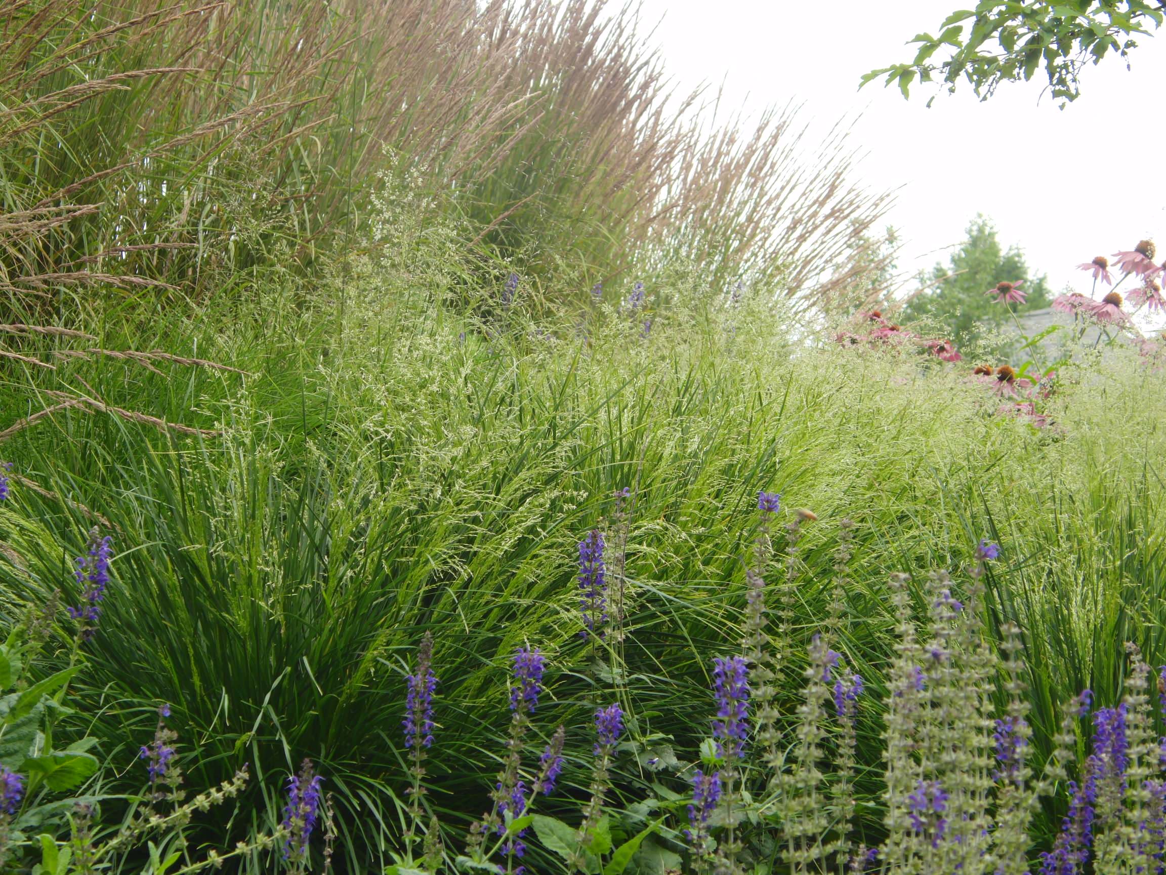 Хороший вопрос: Как выбрать лучшие злаки для вашего сада