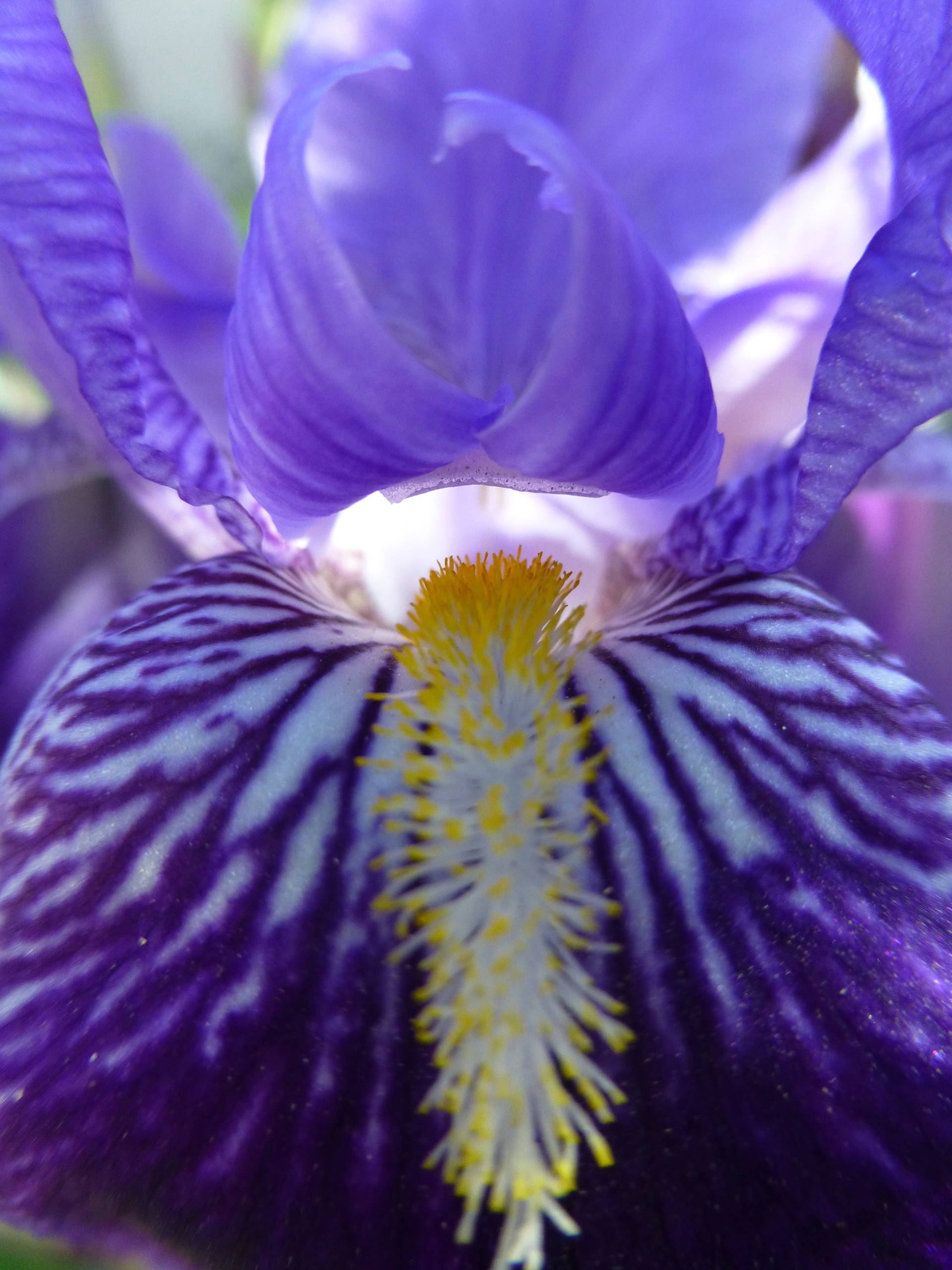 Цветок месяца: Ирис бородатый