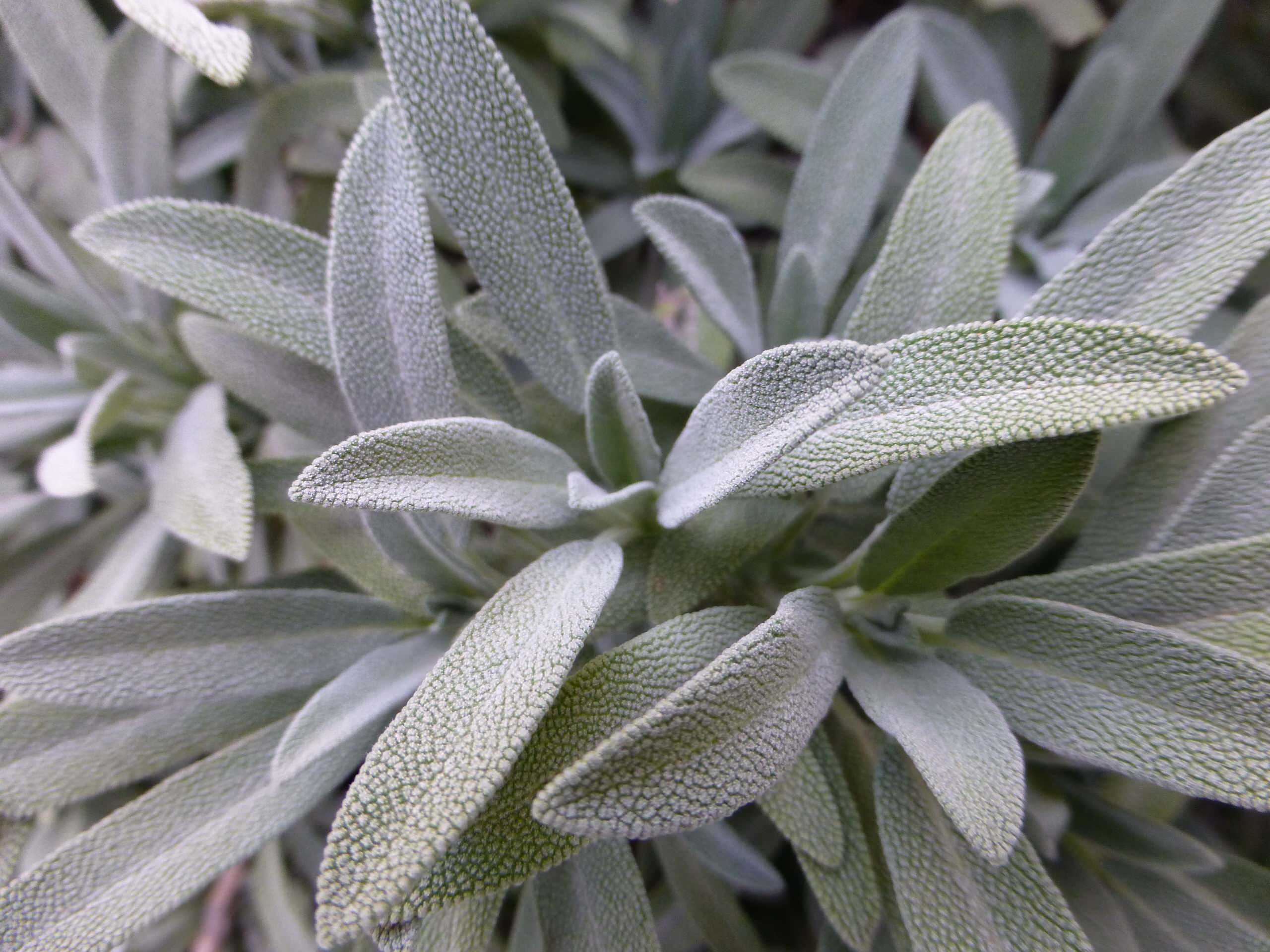 Полезно знать: 8 основных табу при выращивании пряных трав