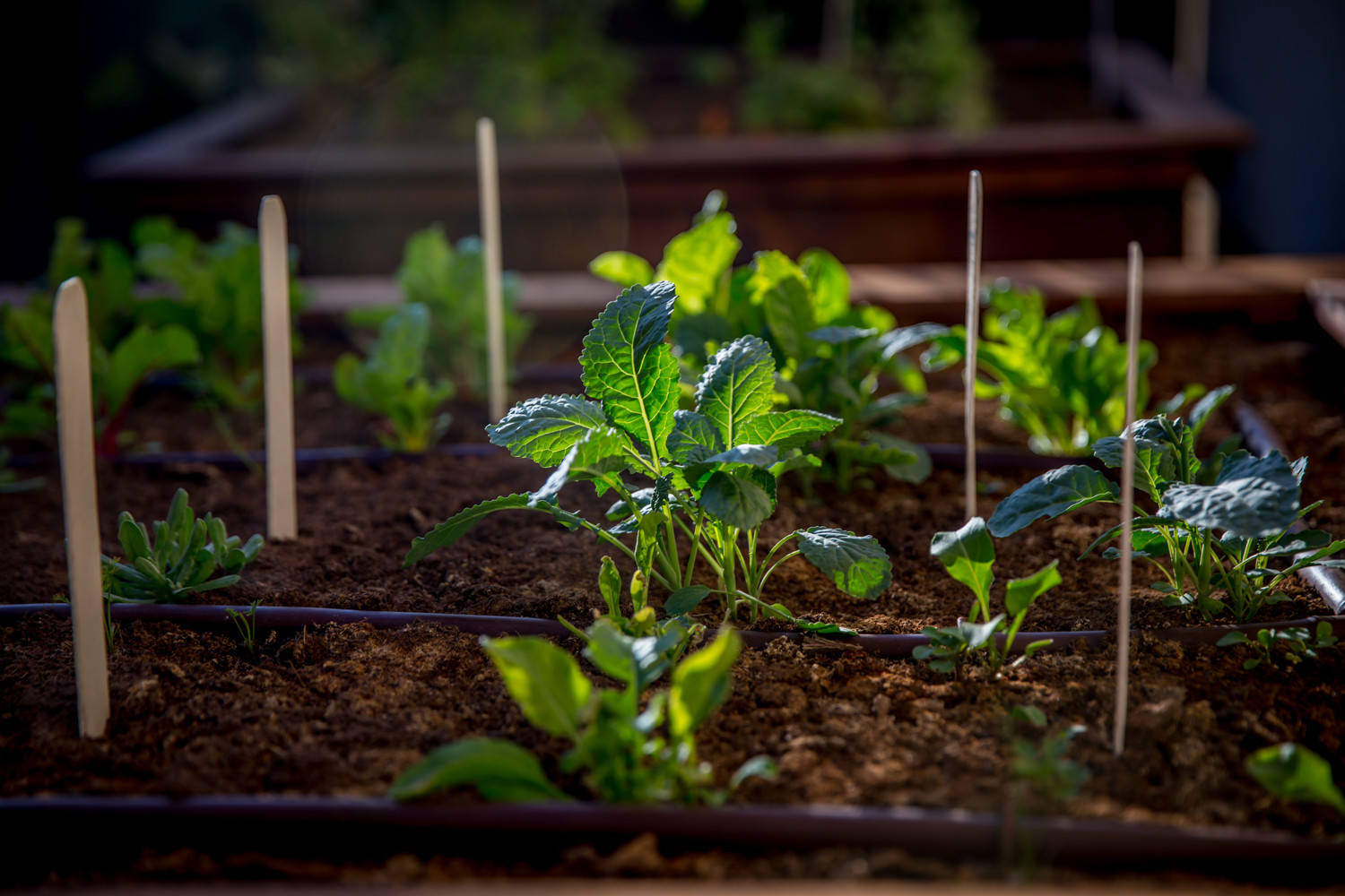 Как пить дать: Планируем систему полива для участка