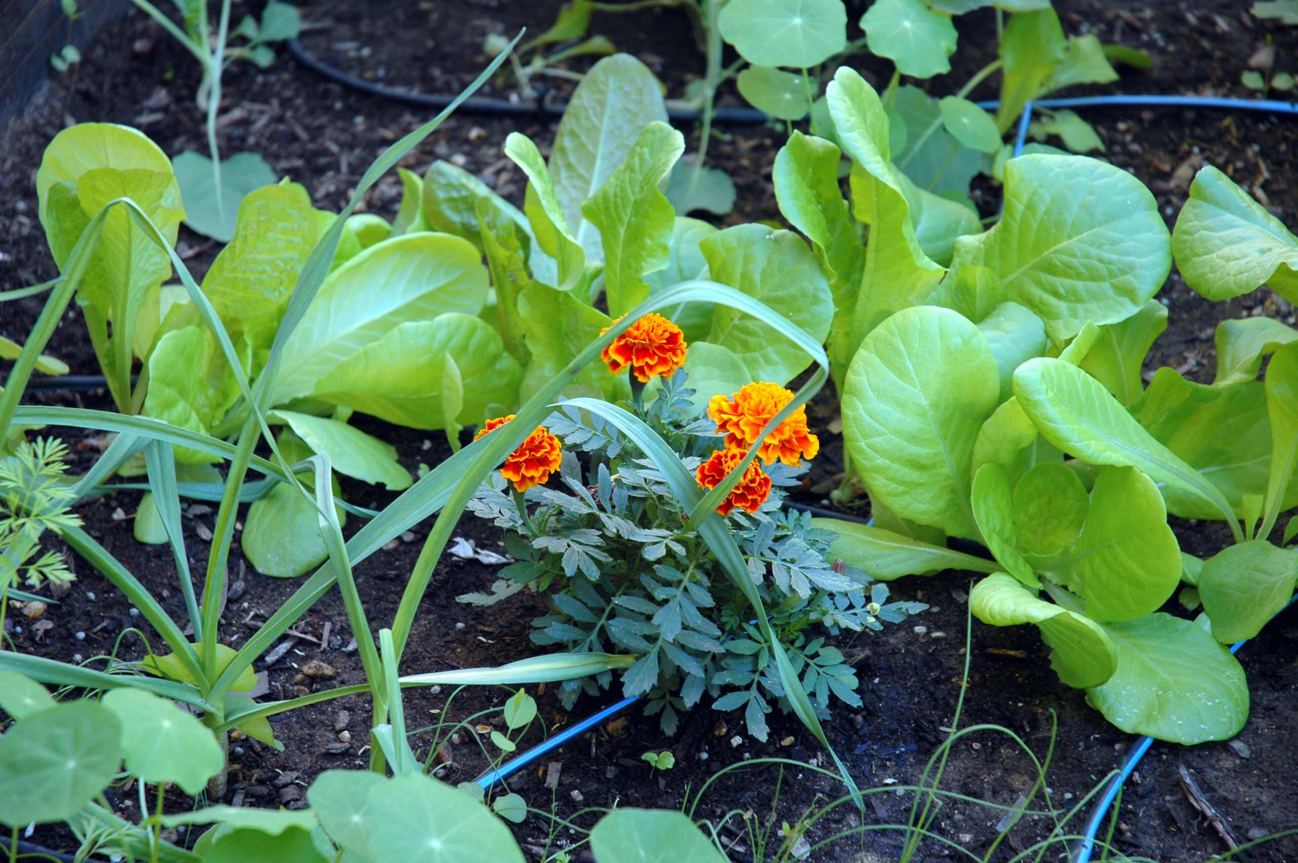 Что делать: Весенняя обработка сада от вредителей