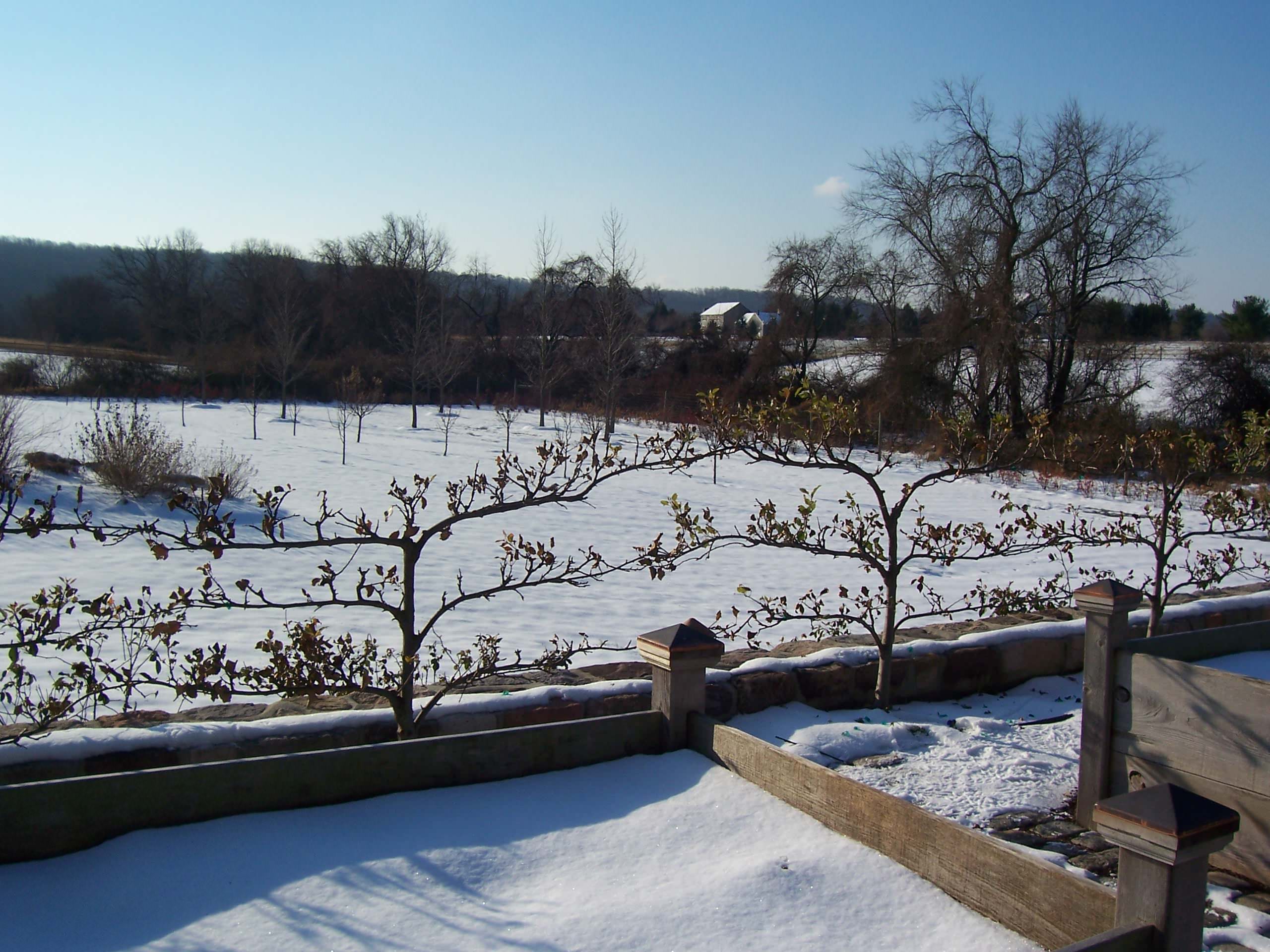 Плодово-ягодный сад: Как выиграть битву за красоту и собрать урожай