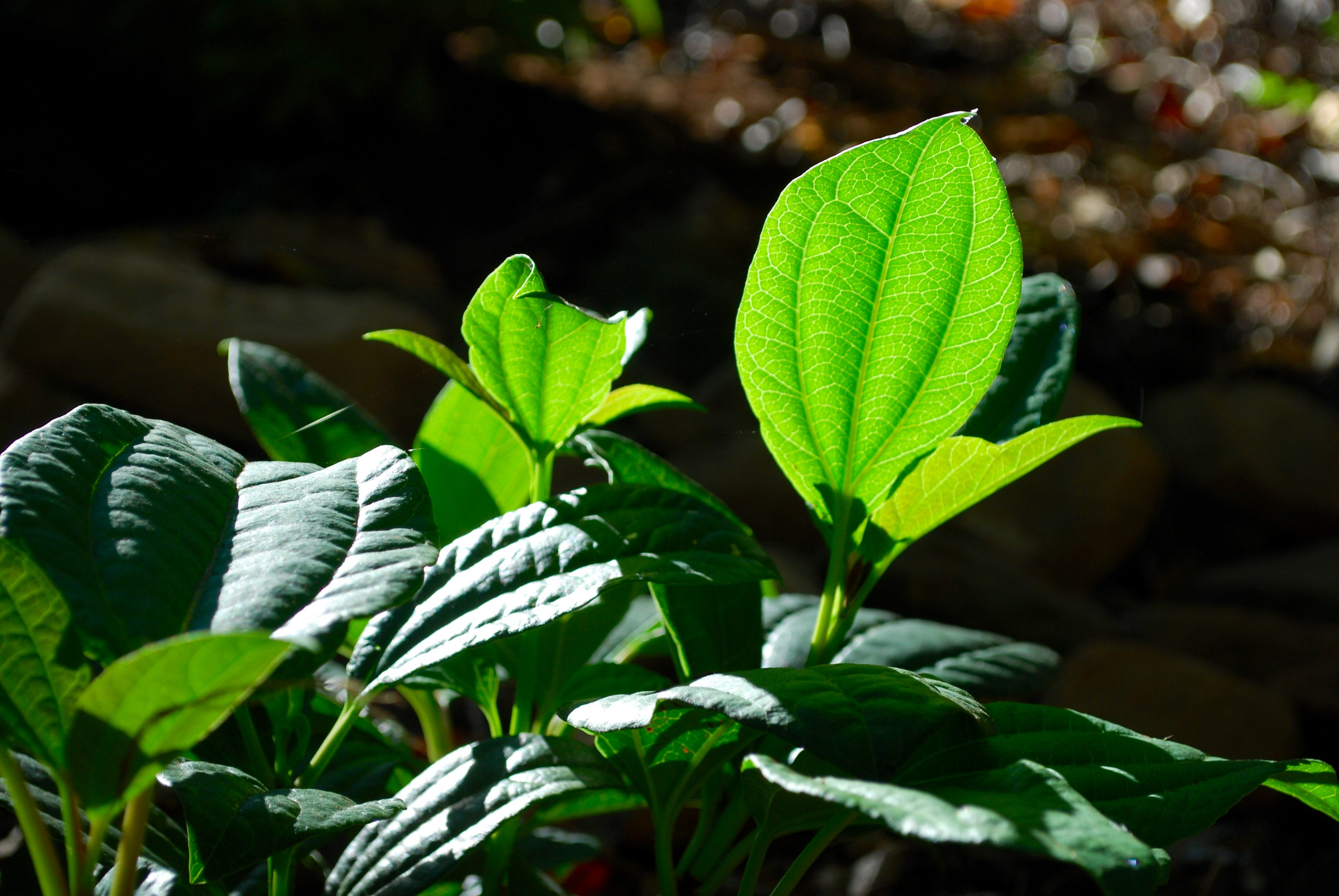 Работа над ошибками: Что пошло не так на клумбе