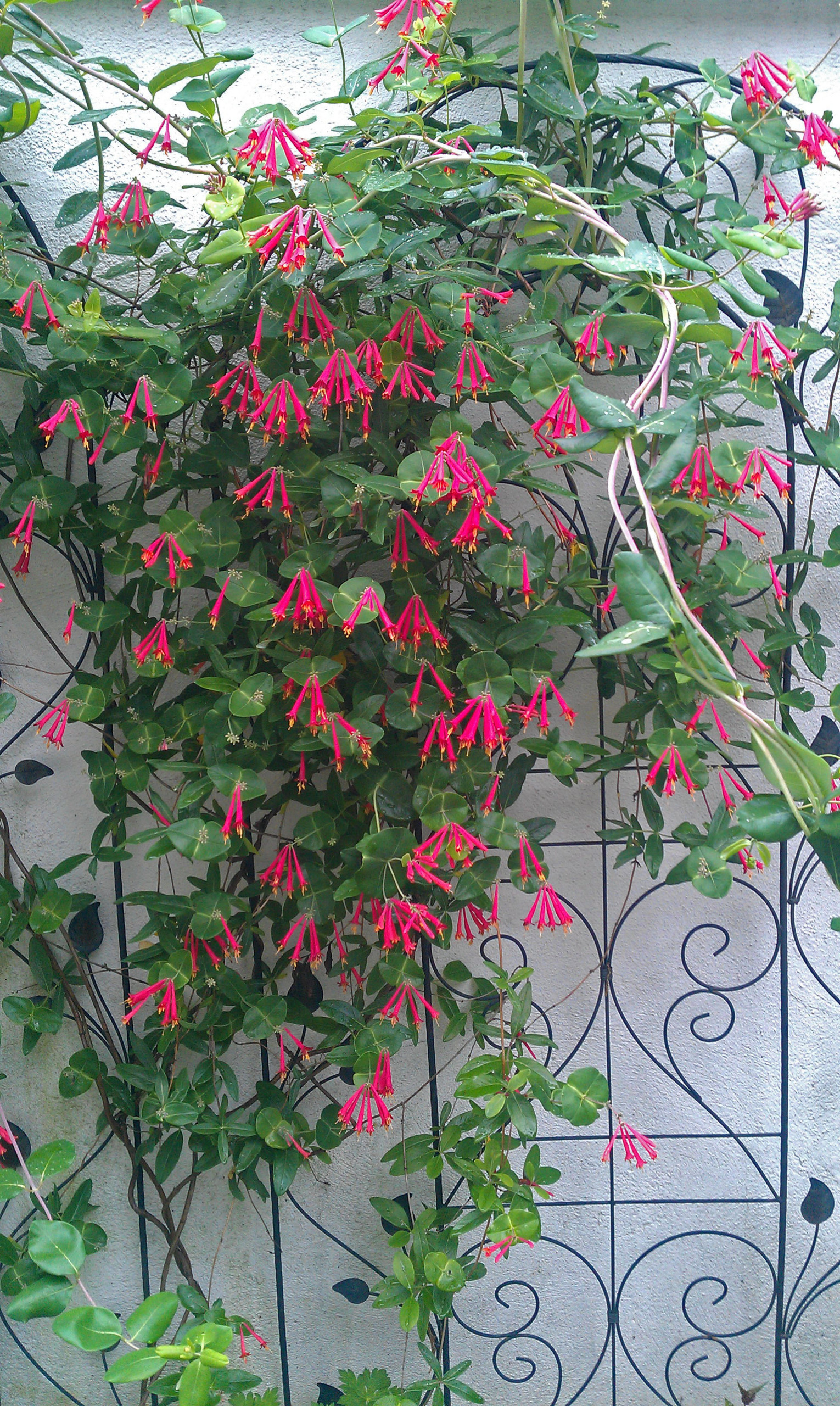 Живая беседка: Из чего ее вырастить в среднерусской полосе