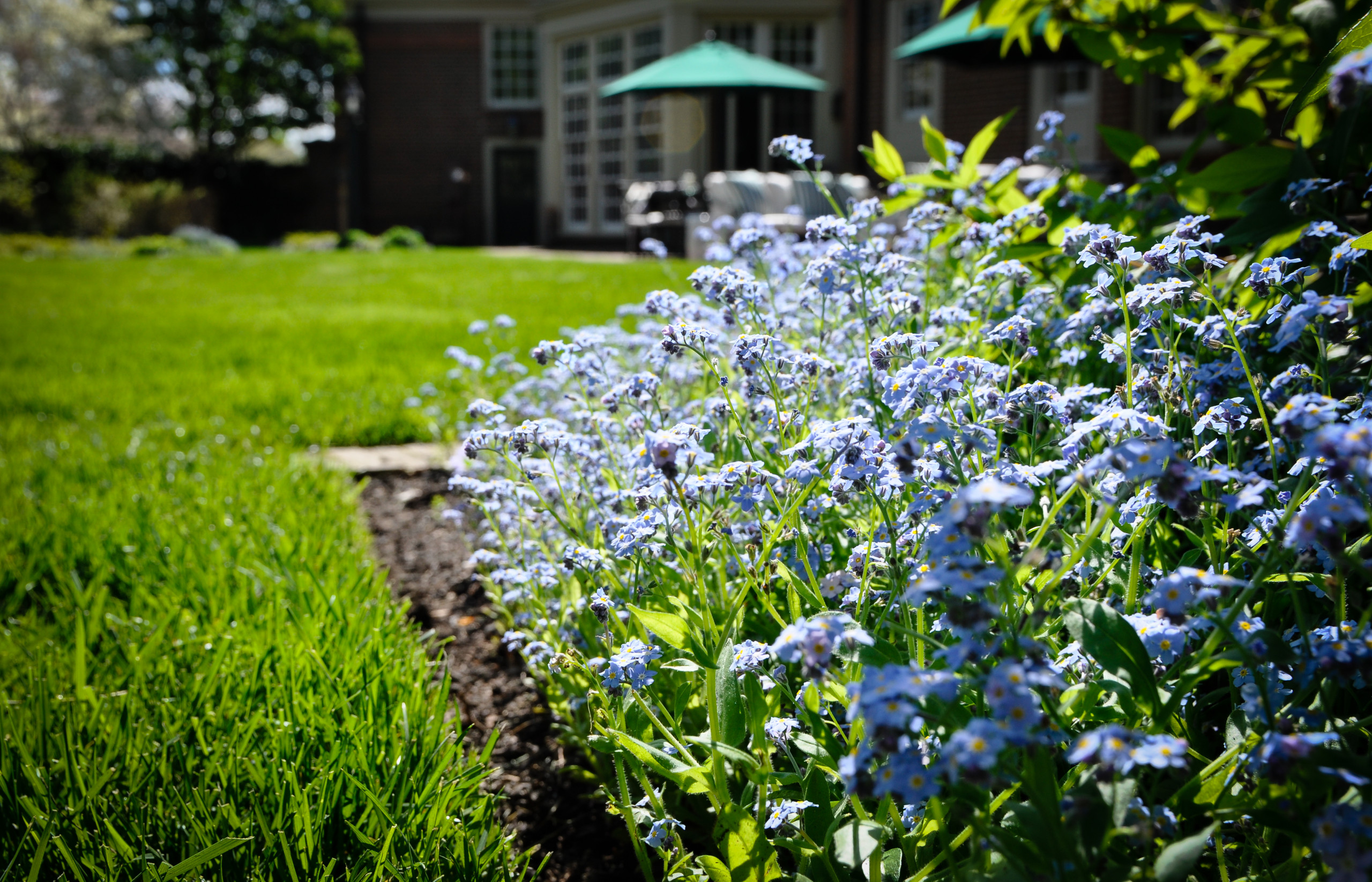 Работа над ошибками: Что пошло не так на клумбе