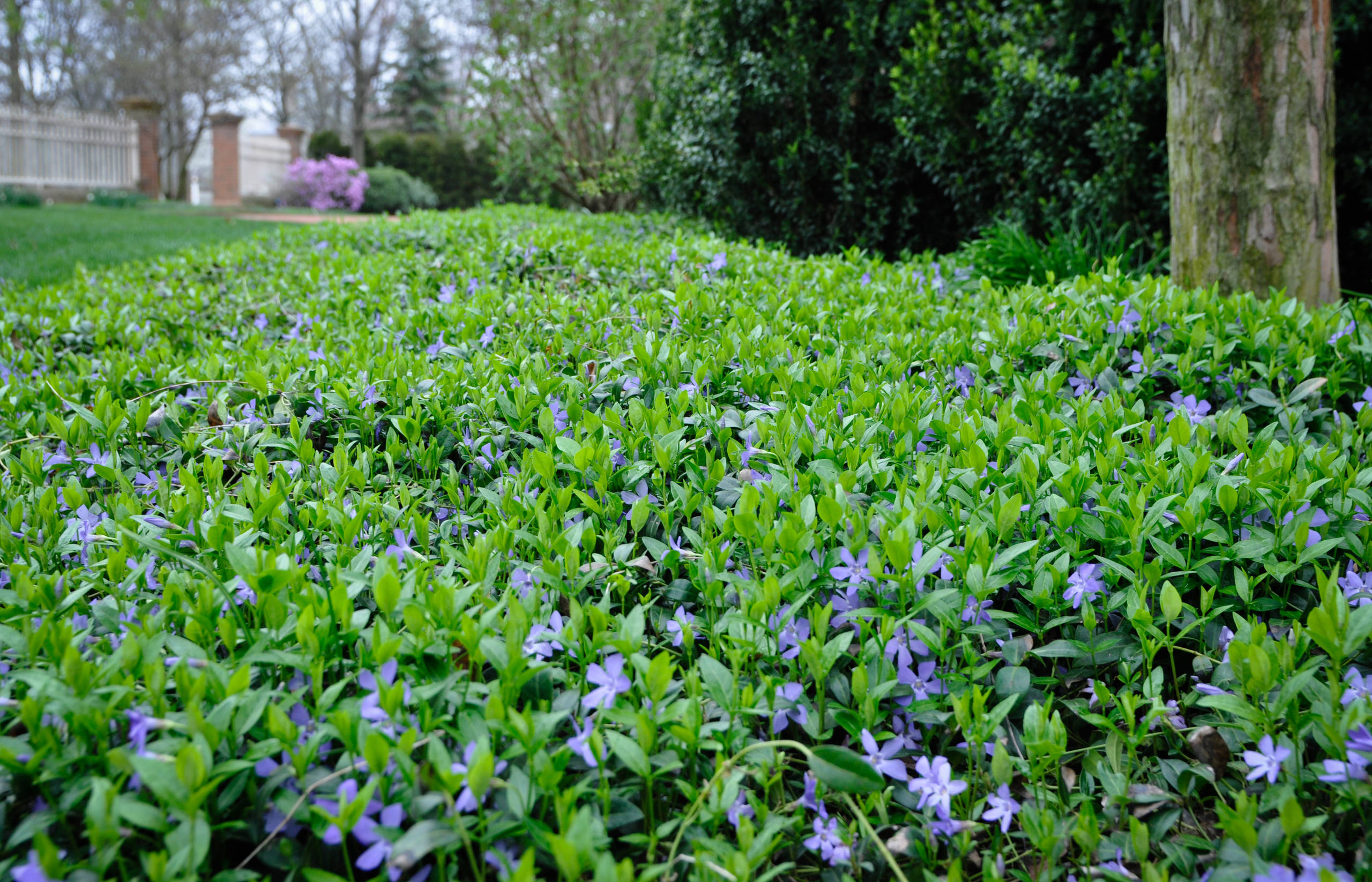 Почвопокровные растения: Зеленый ковер для сада