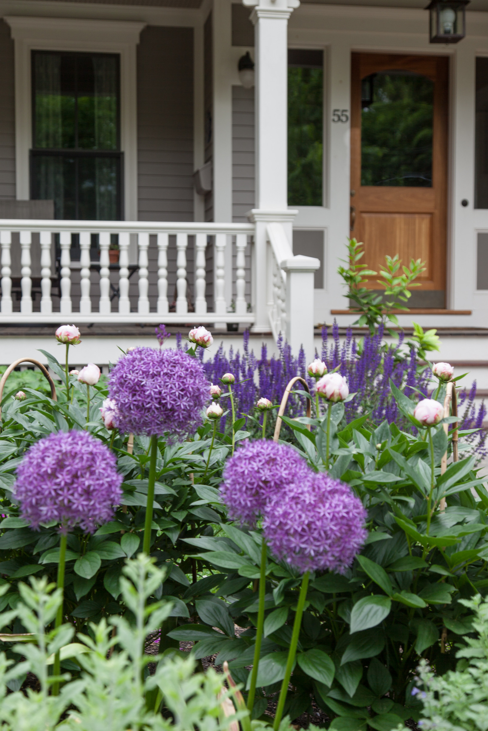 Пионы: выбираем подходящий сорт, высаживаем в грунт