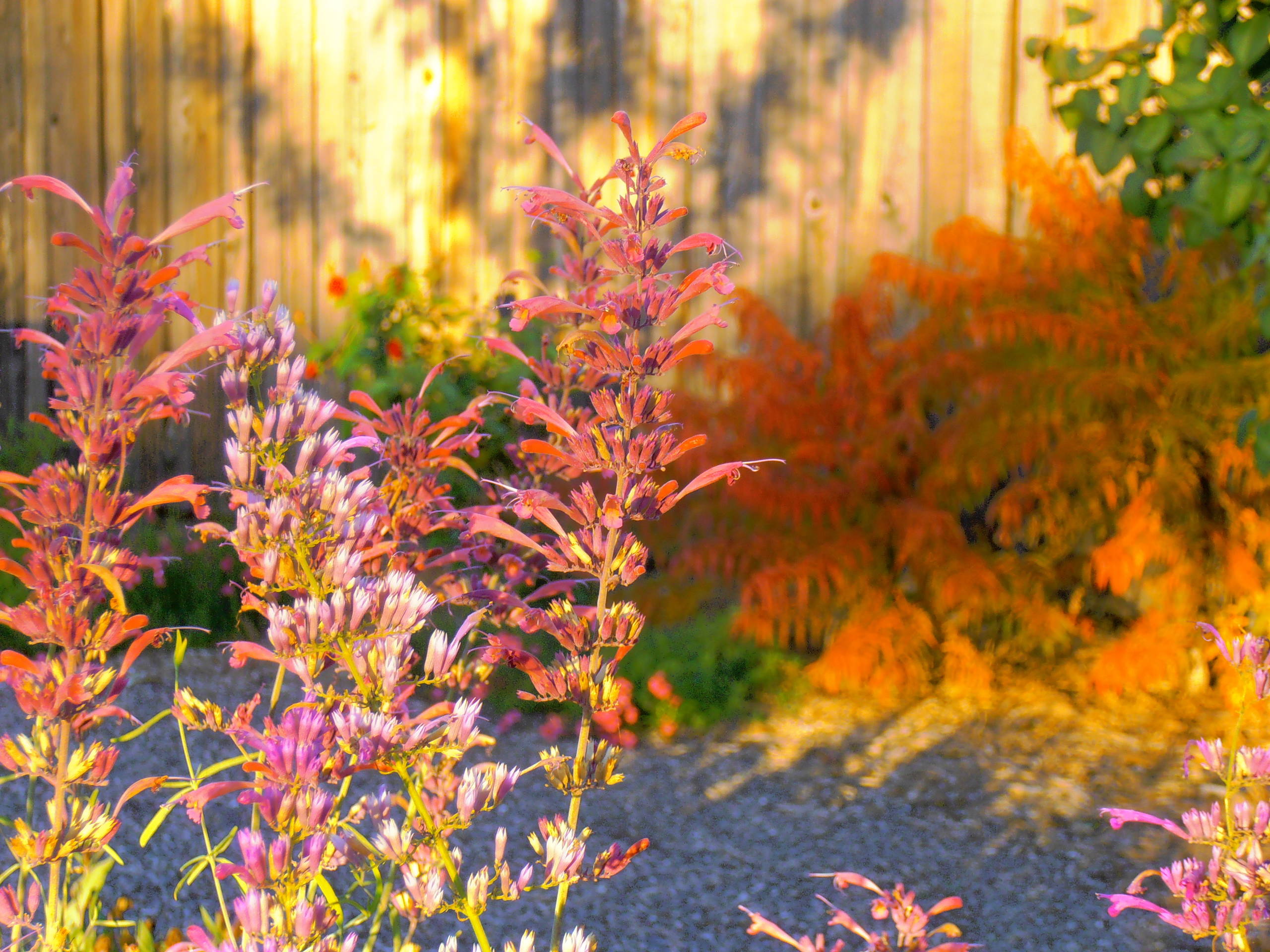 Одним цветом: Оформление участка в единой цветовой гамме