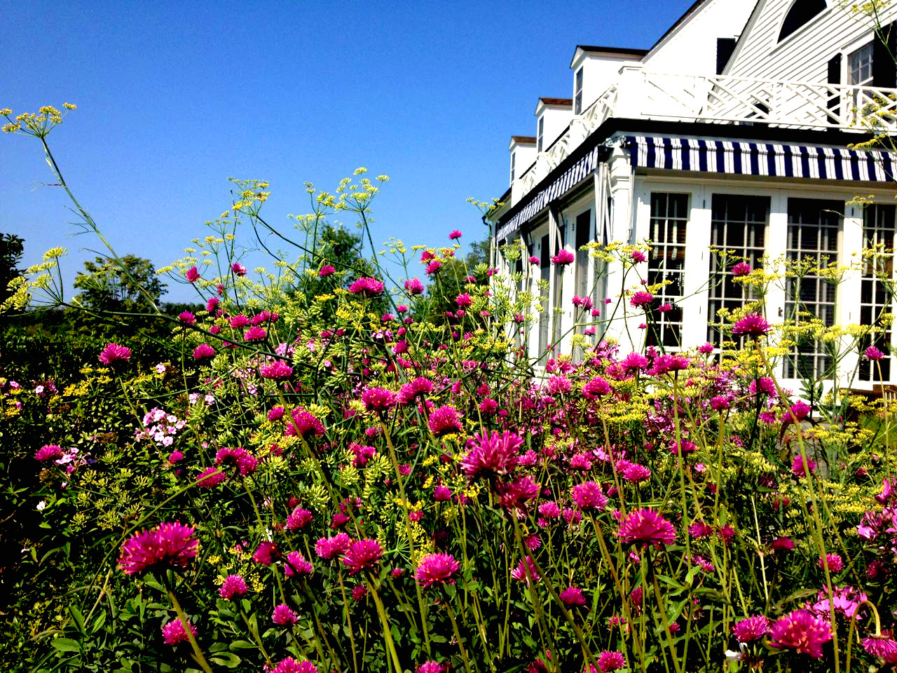 Что посадить: Сухоцветы для букетов и цветника