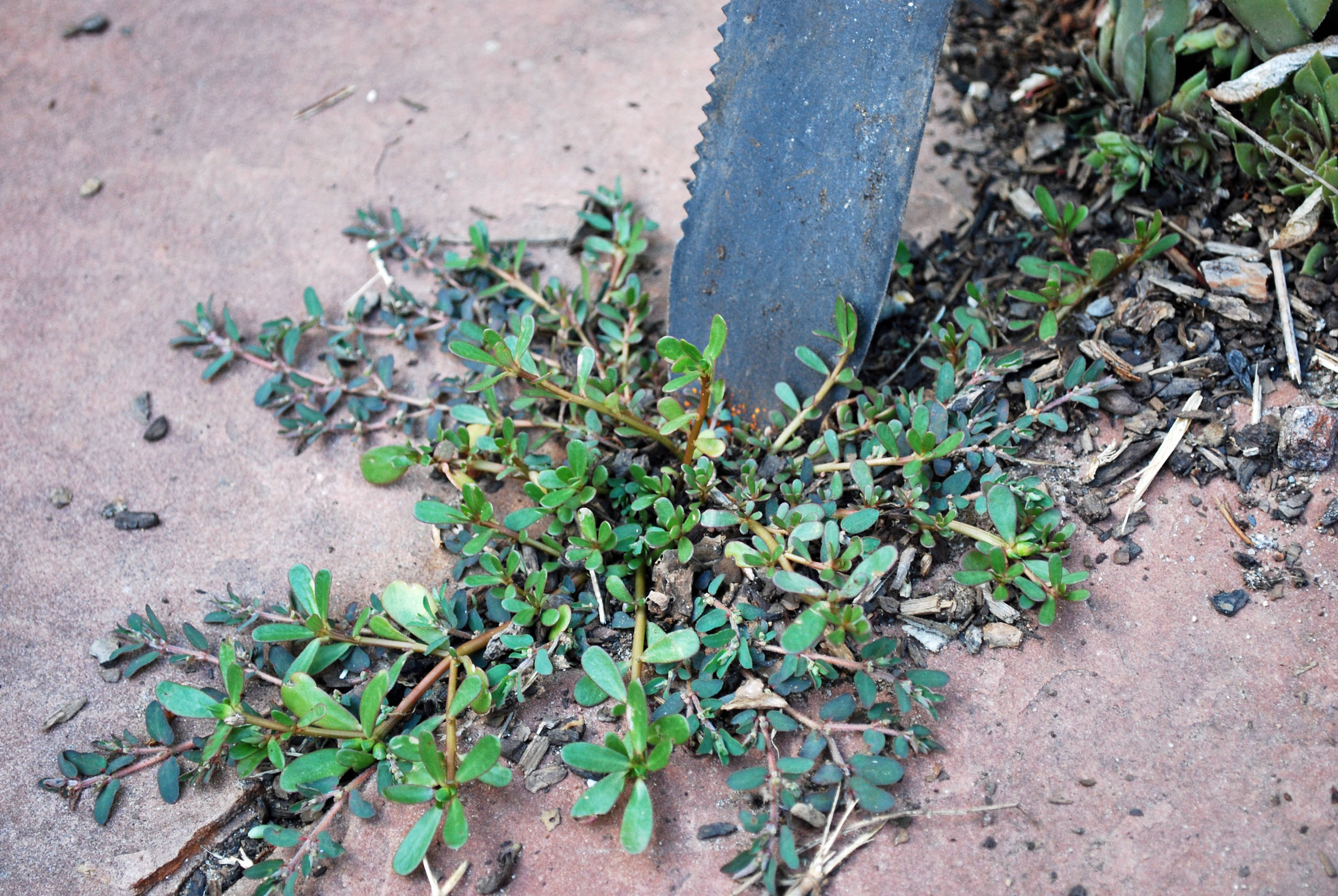 Мокрица в огороде