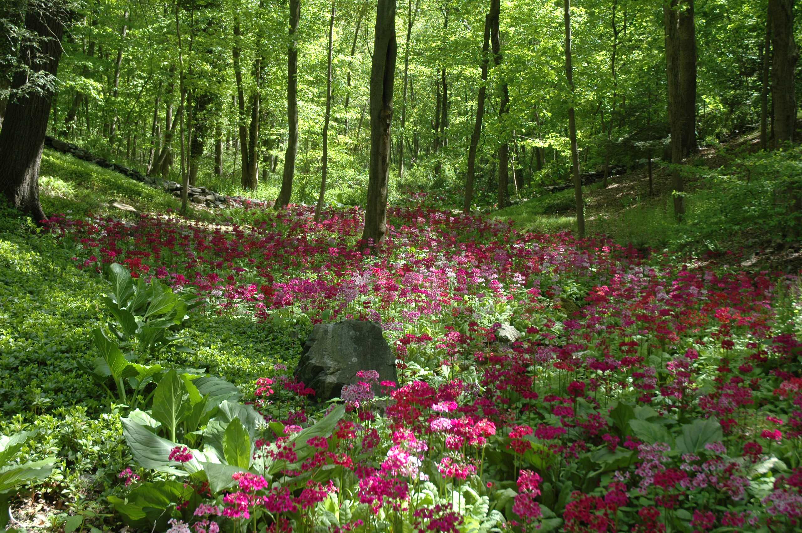 Растение месяца: Примула