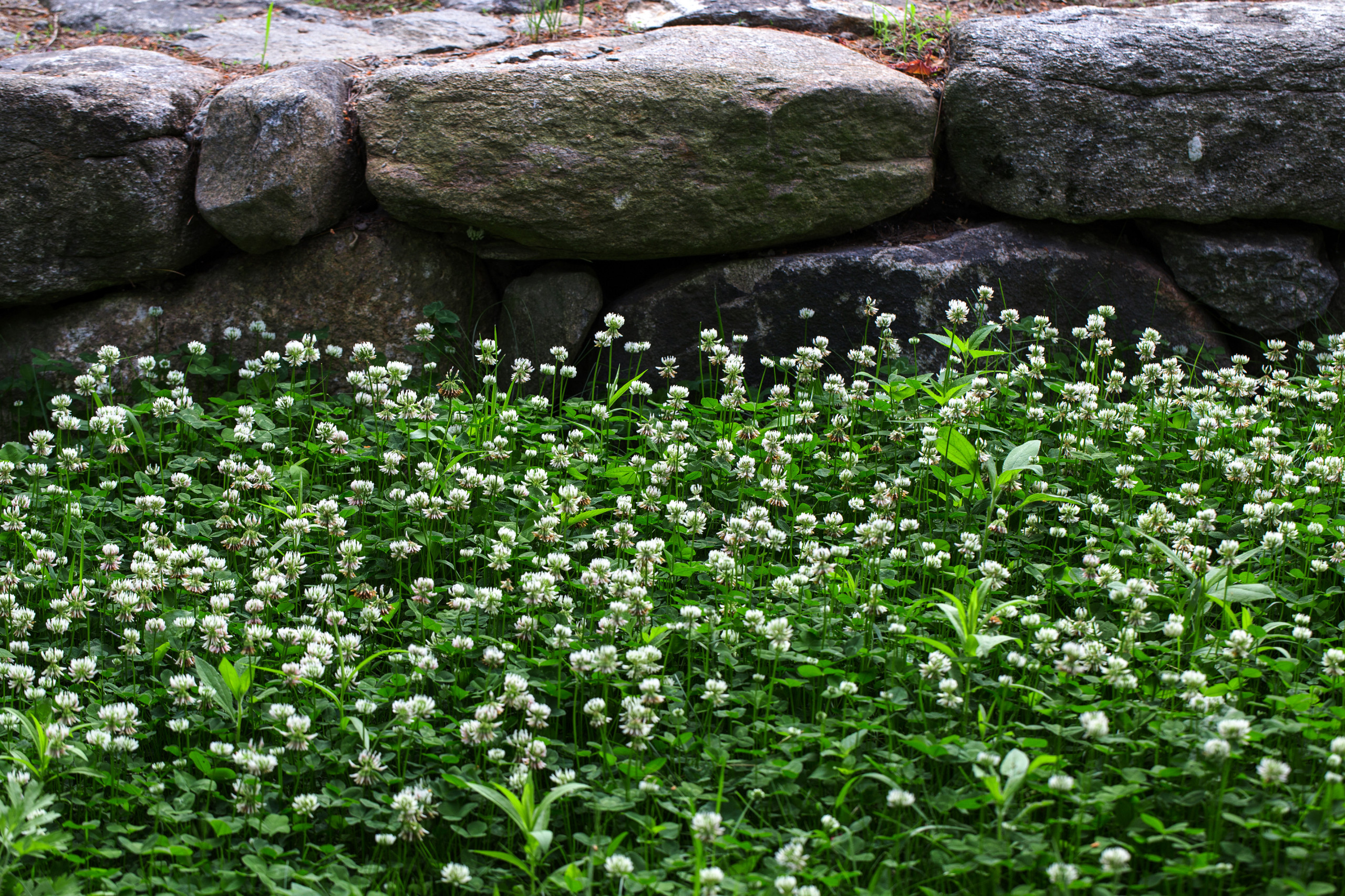 Сидераты: Как улучшить почву без удобрений