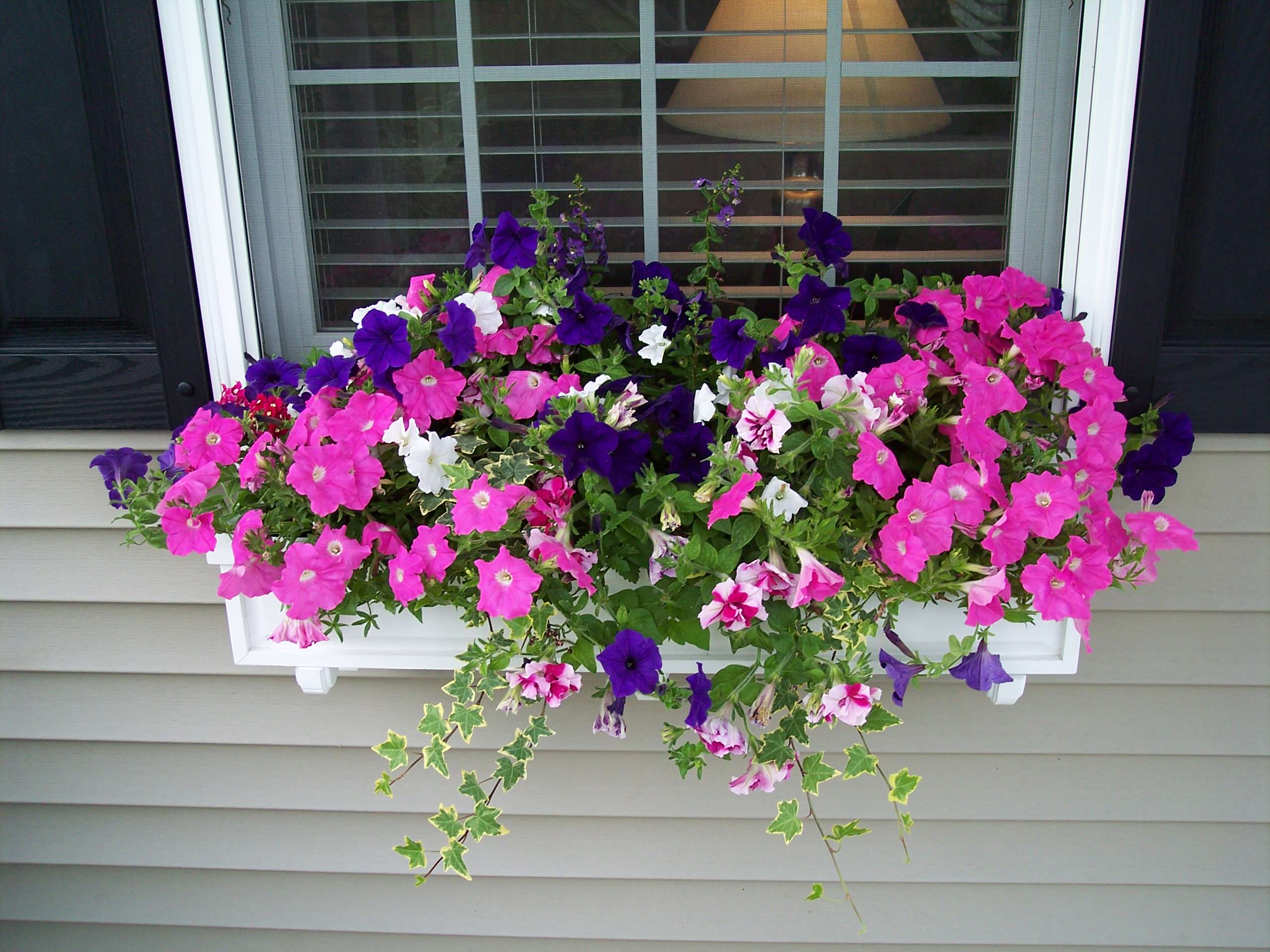 Цветы за окном квартиры: 9 готовых схем