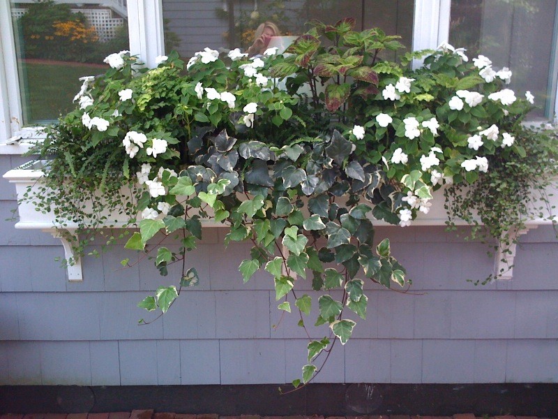 Вопрос: Как разбить сад за окном в цветочнице