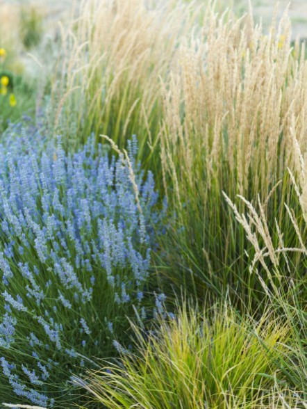 Хороший вопрос: Как создать арома-сад на даче