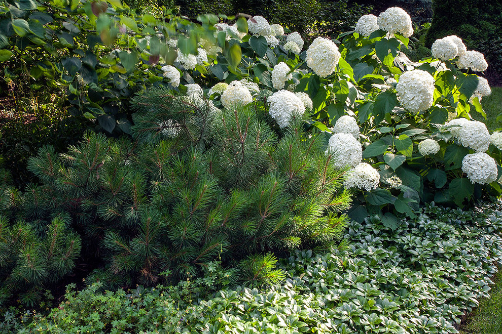 Вопрос: Как правильно выращивать гортензию