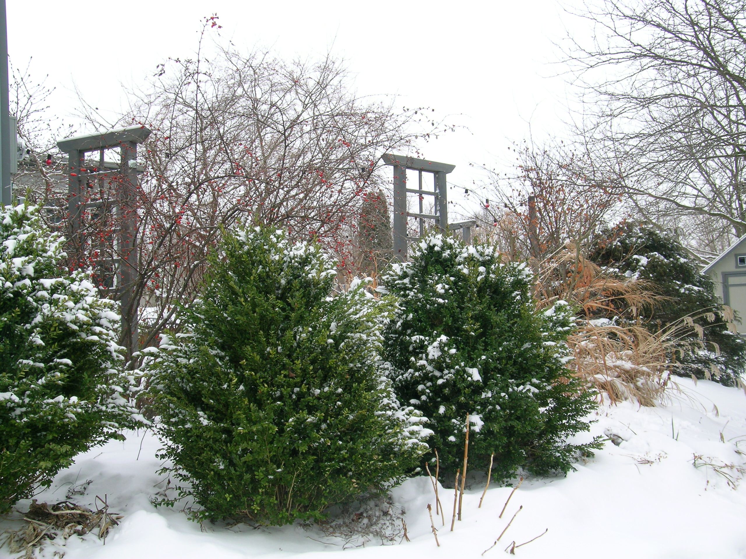 Как правильно: Использовать снег в саду