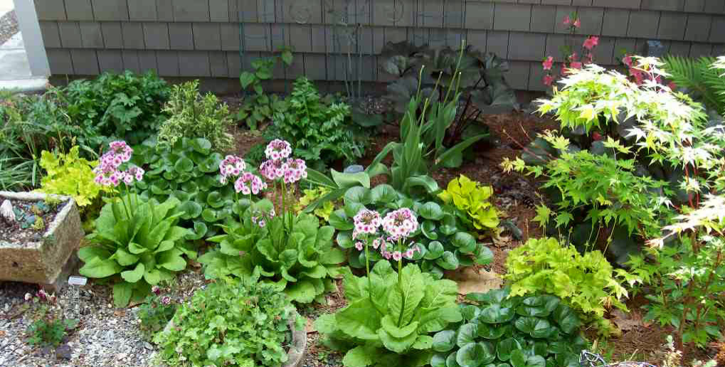 Растение месяца: Примула