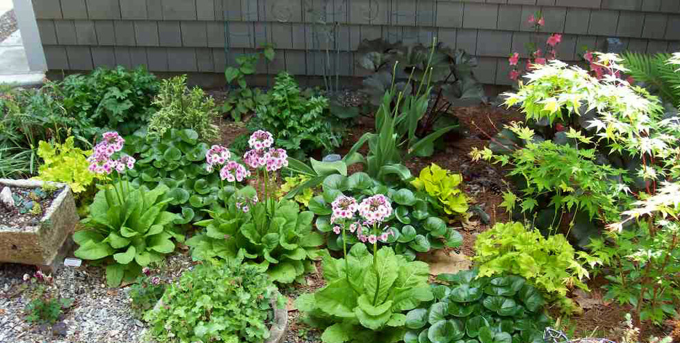 Растение месяца: Примула