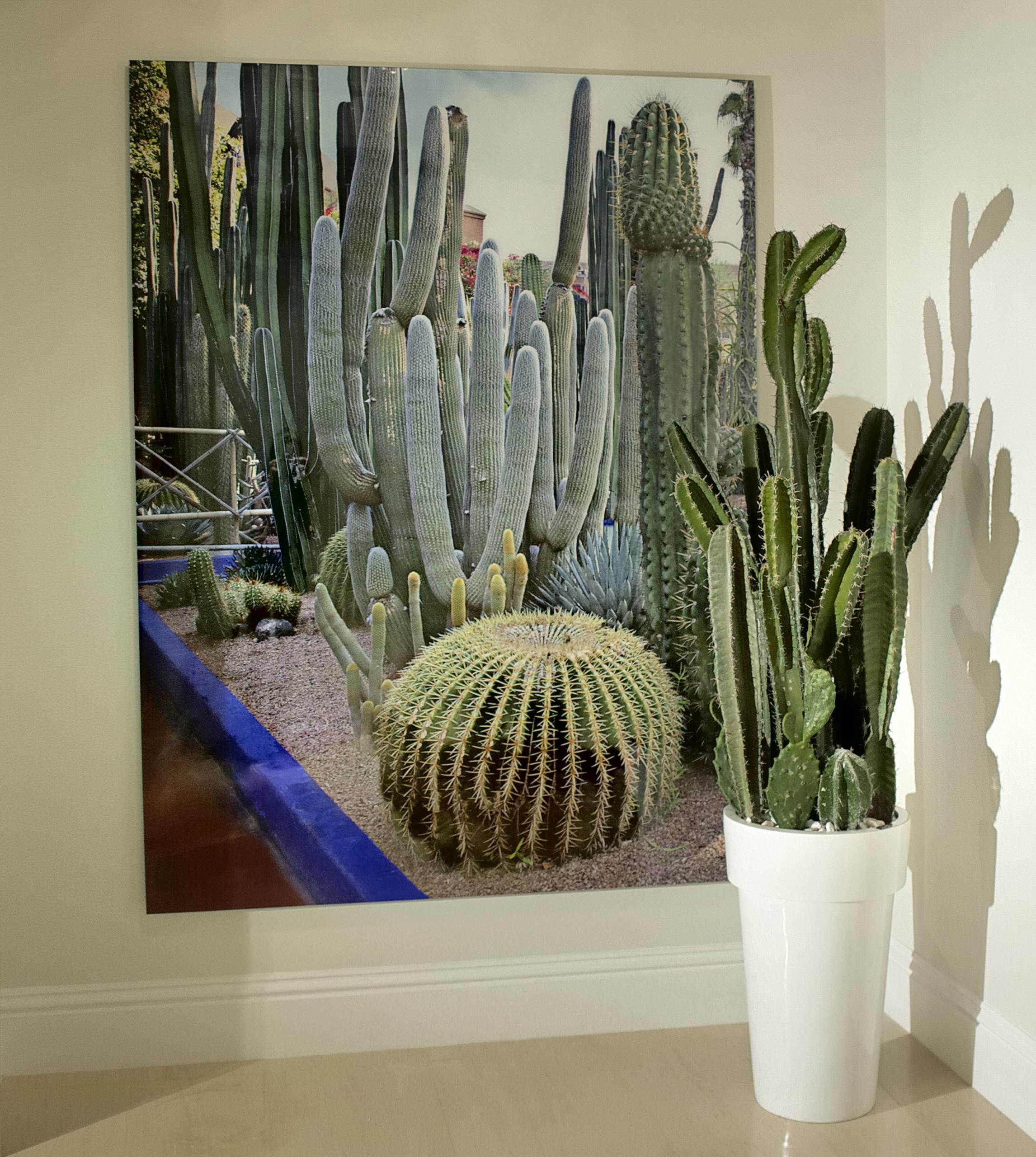 Азбука садовода: Цветы для южного окна — какие выбрать