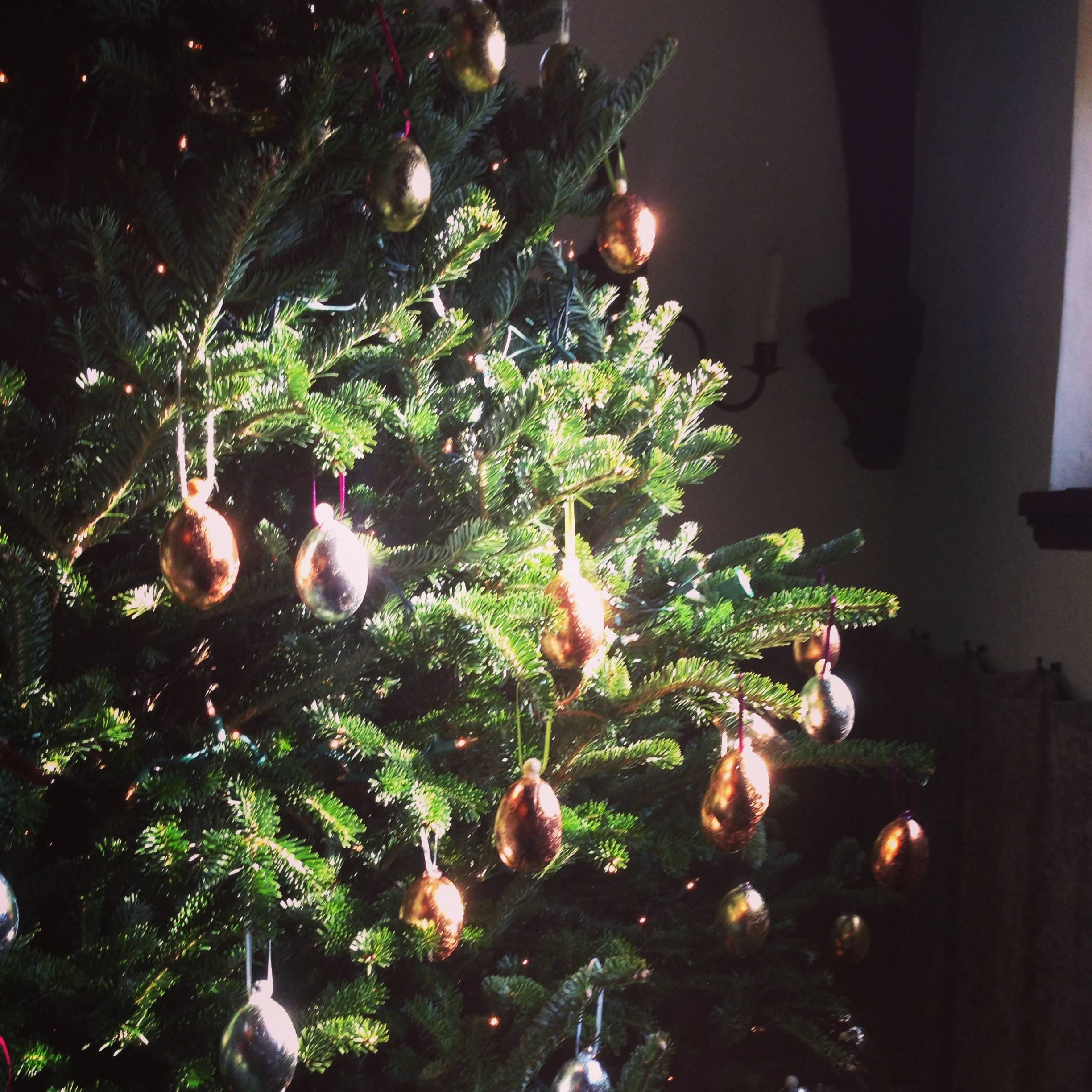 Новогодняя ель в горшке: Можно ли сохранить ее до весны