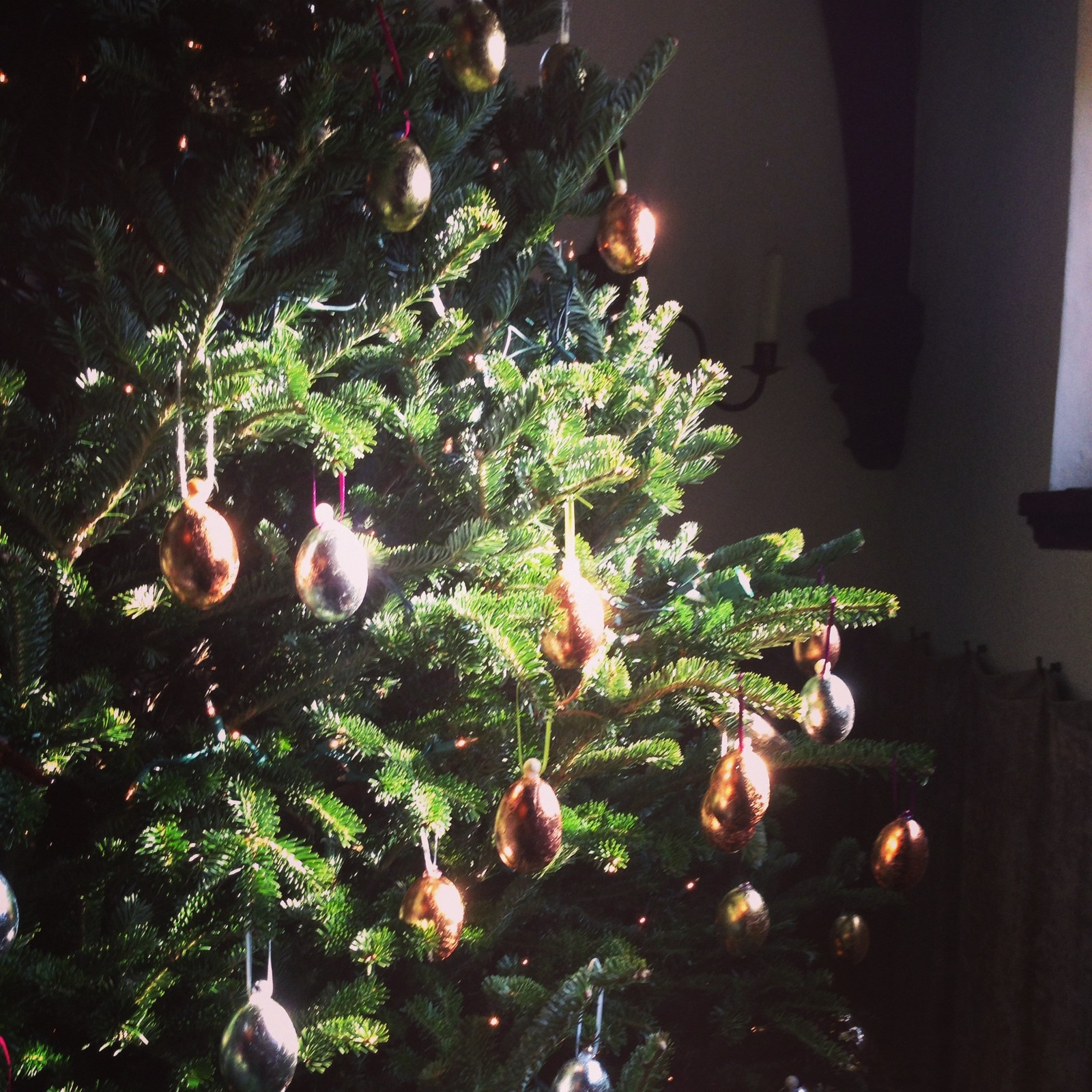 Новогодняя ель в горшке: Можно ли сохранить ее до весны