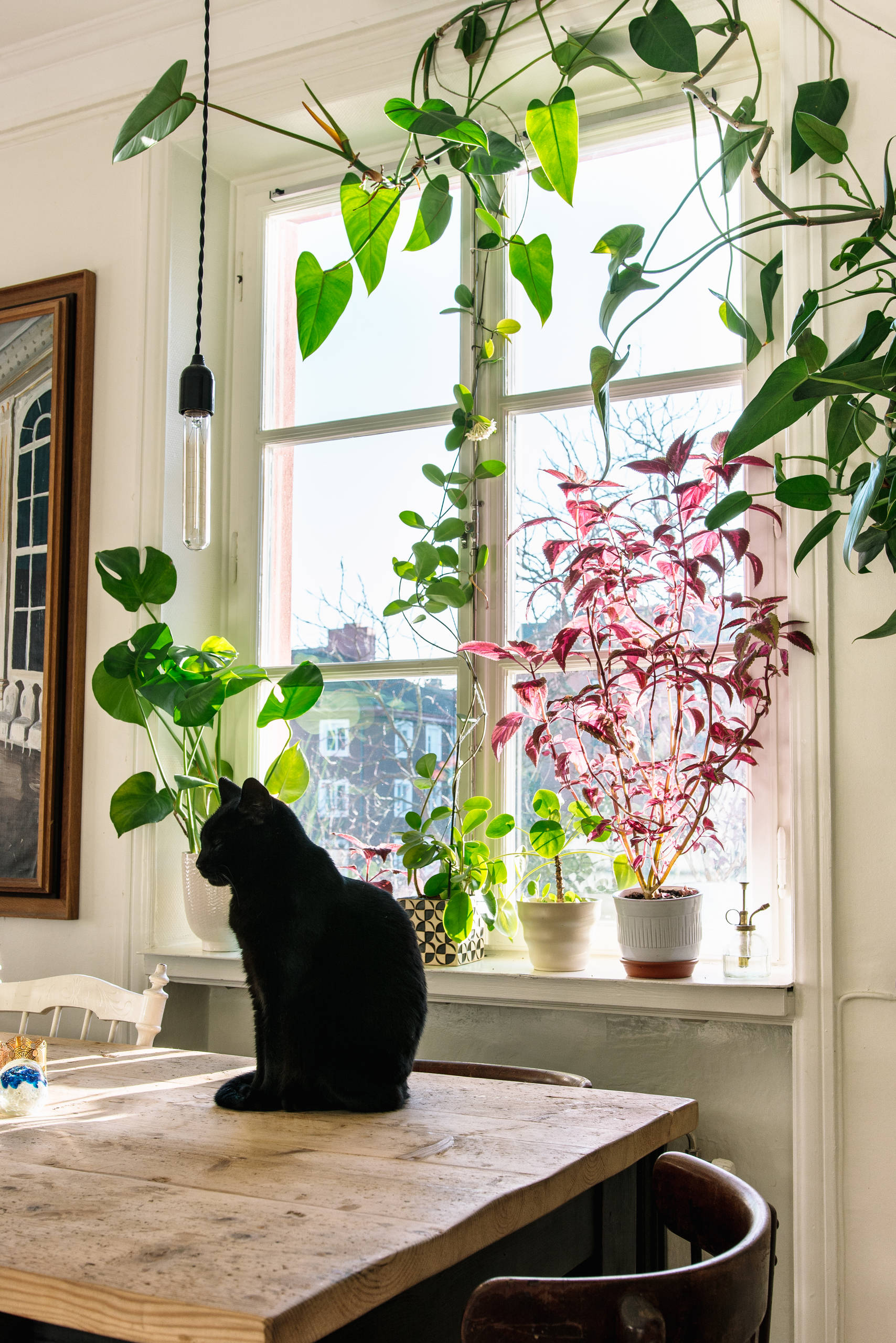 Houzz Швеция: Дом мечты Эльзы Билгрен в Стокгольме