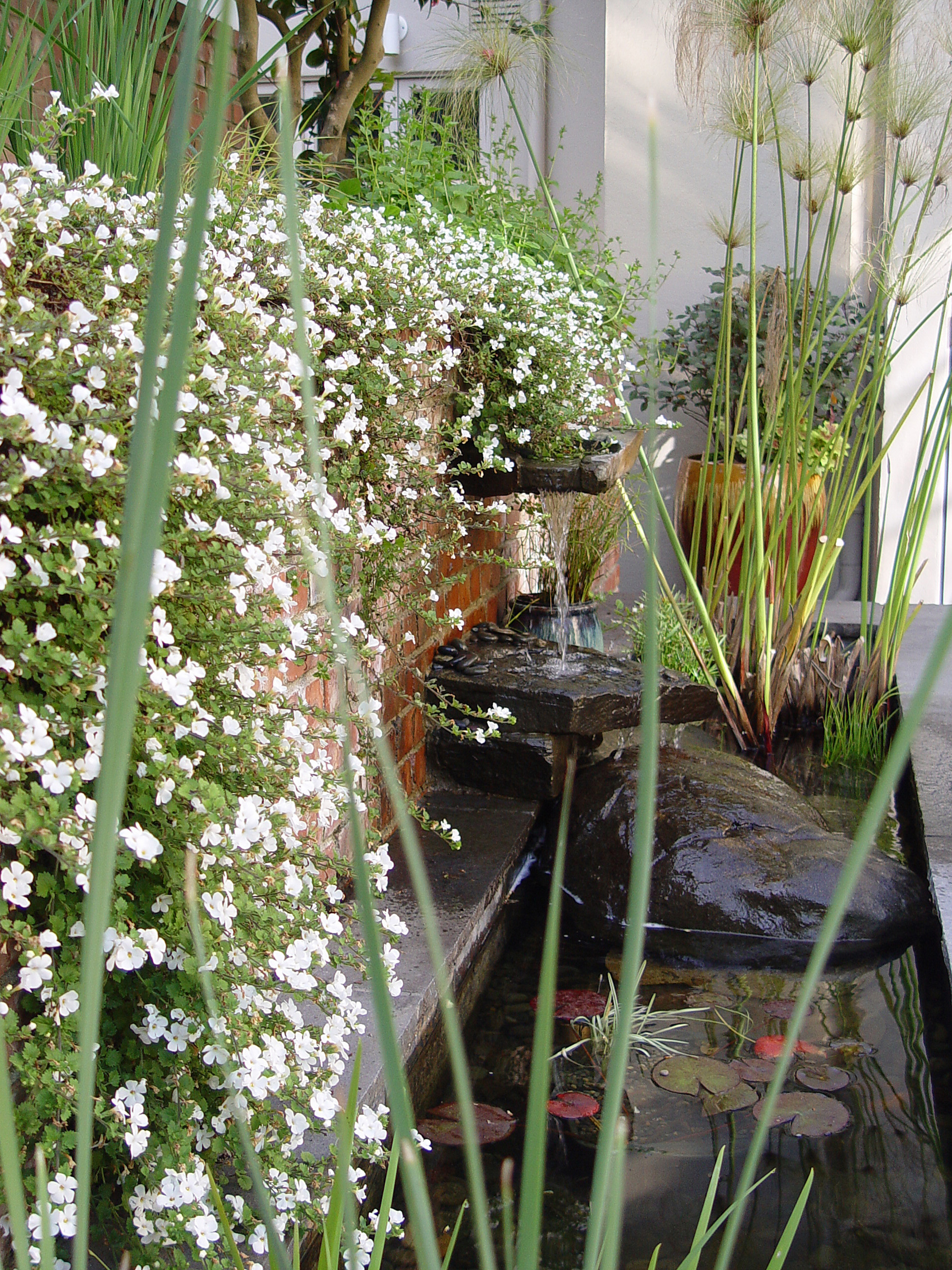 Пруд пруди: Декоративный водоем на участке — что важно знать