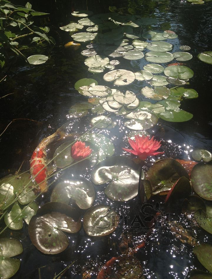 Концы в воду: Декоративные растения для оформления пруда