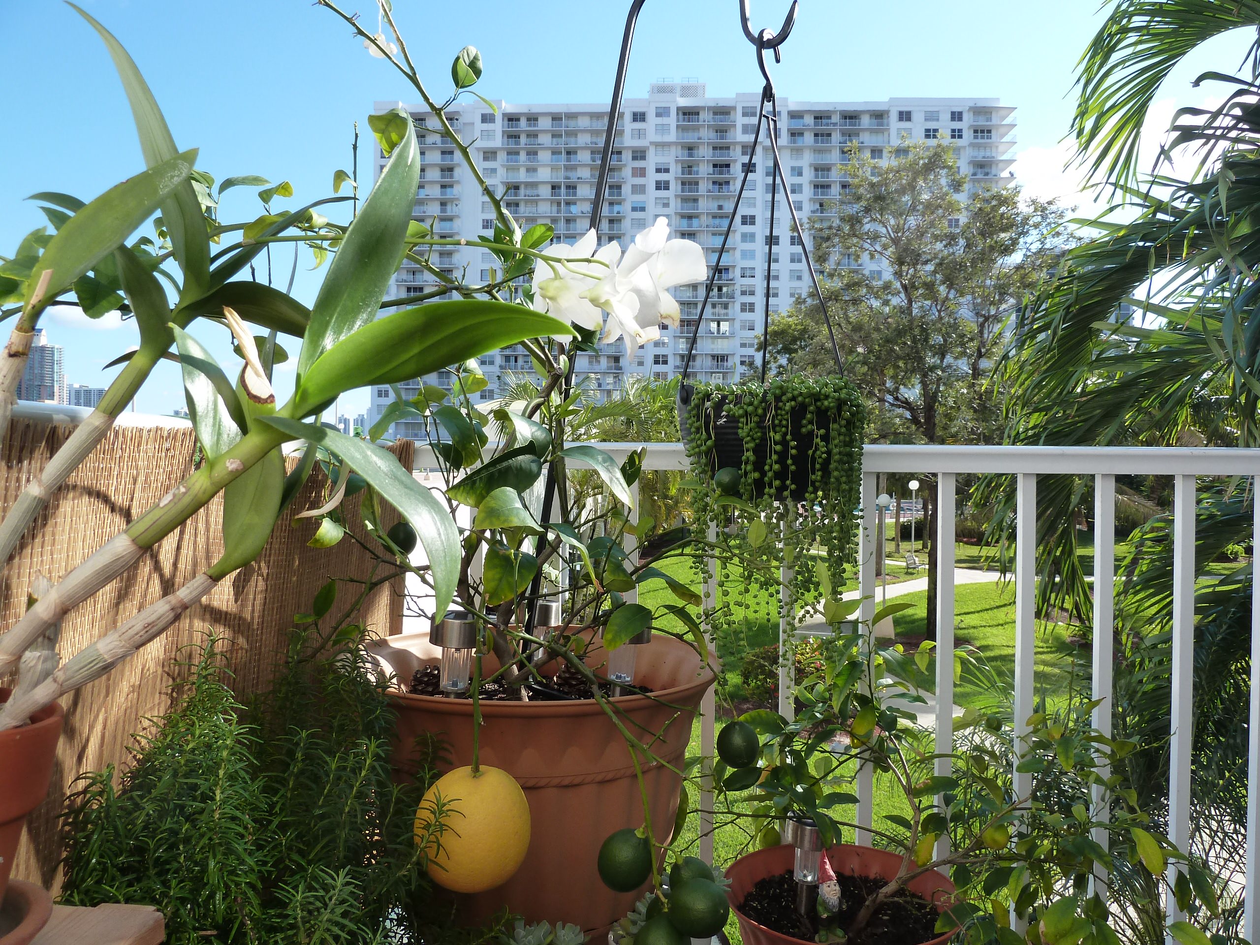 Огород на балконе: Как выращивать фрукты и овощи в городе