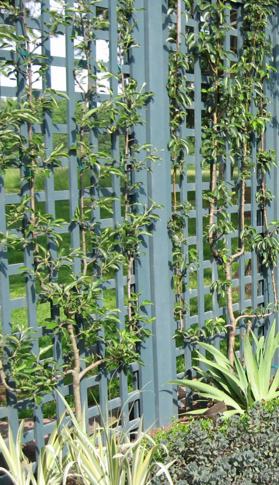 Шпалера в саду: Как вырастить деревья необычной формы