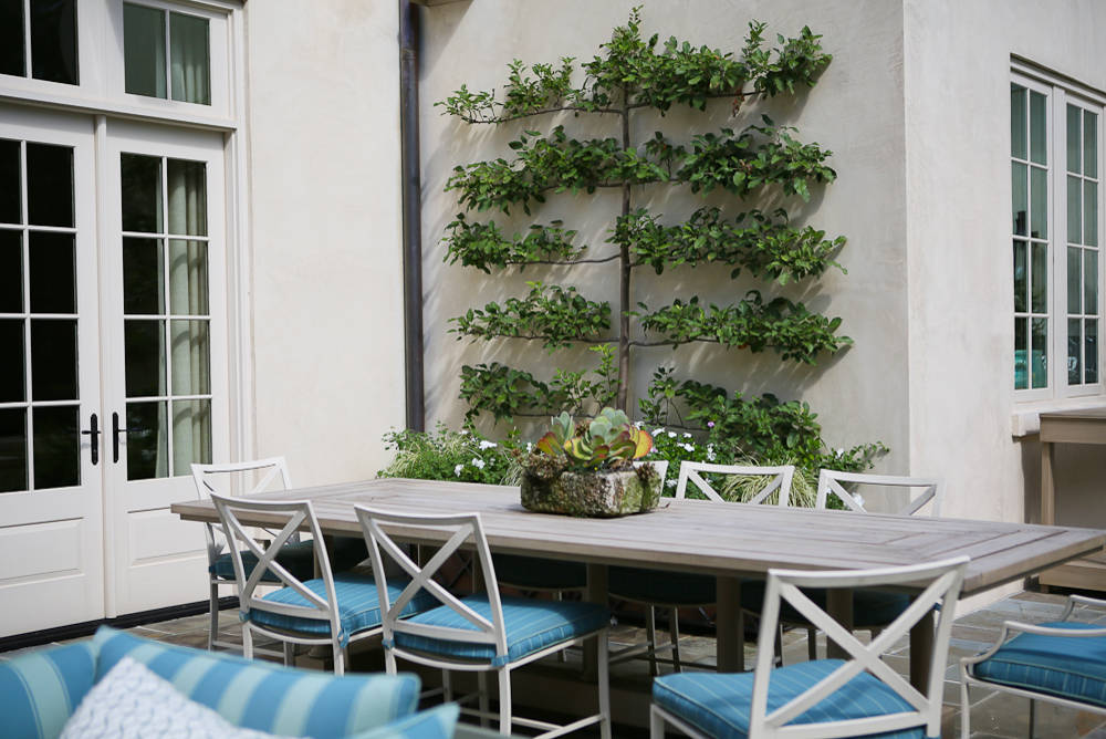 Шпалера в саду: Как вырастить деревья необычной формы